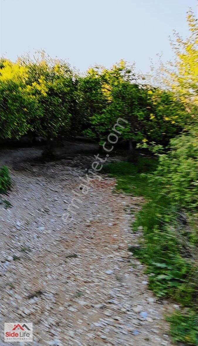 Aşağı Işıklarda 455m2 Tek Tapu Tarla 25 Adet Portakal Ağacı