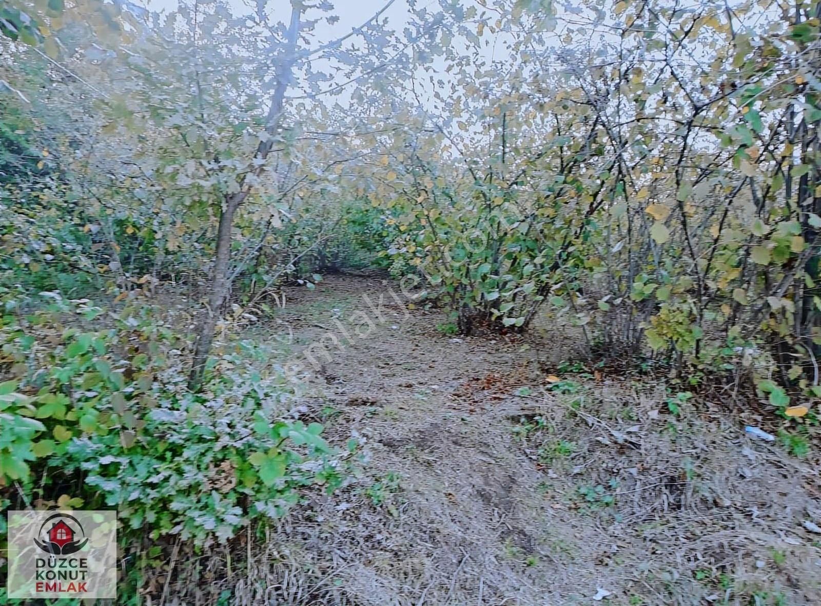 Düzce Gölyaka Çay Köyünde Kısmi İmarlı Harika Fındıklık Satılık - Görsel 11