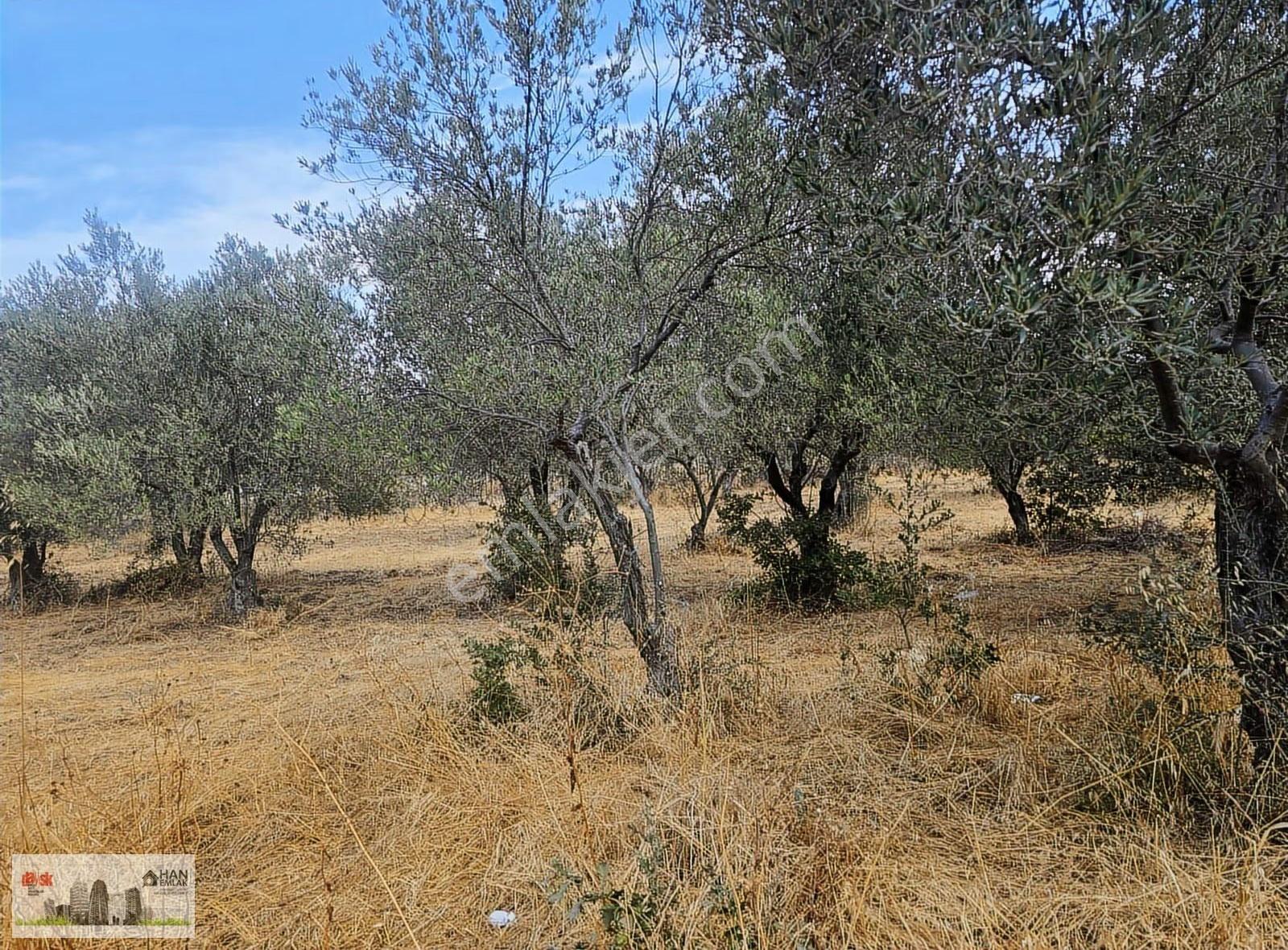 Egenin İncisi Geyikli'de 490 M2 Satılık İmarlı Arsa Han Emlaktan - Görsel 23