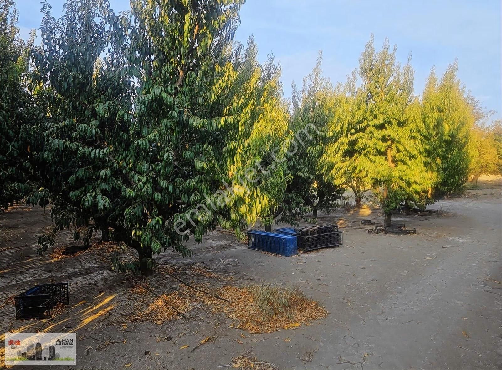 Musaköy'de 3078 M2 Deniz Tarafında Şeftali Tarlası Han Emlaktan - Görsel 13
