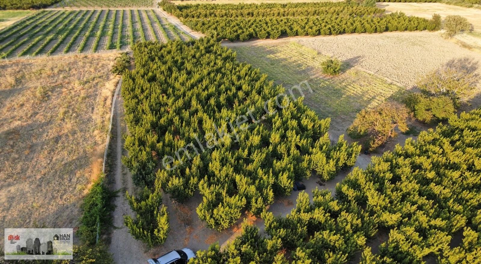 Musaköy'de 3078 M2 Deniz Tarafında Şeftali Tarlası Han Emlaktan - Görsel 16