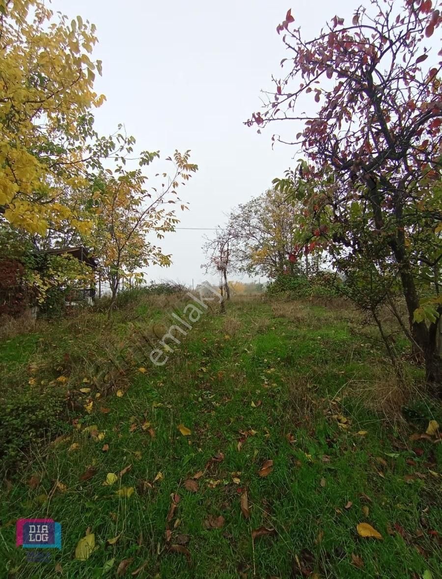 Dialog Skala'dan Kestel Lütfiye Köyünde Yerleşimin Yanında Tarla - Görsel 5