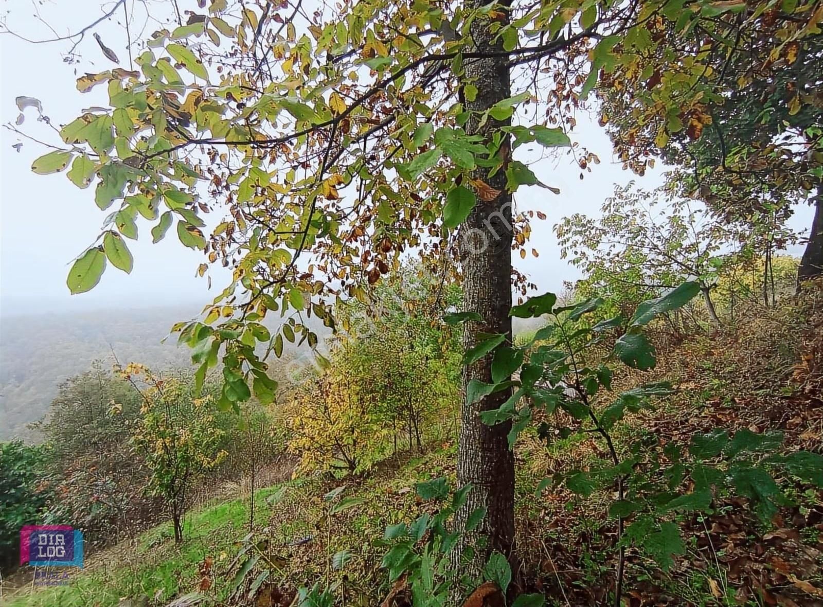 Dialog Skala'dan Kestel Lütfiye Köyünde Yerleşimin Yanında Tarla - Görsel 7