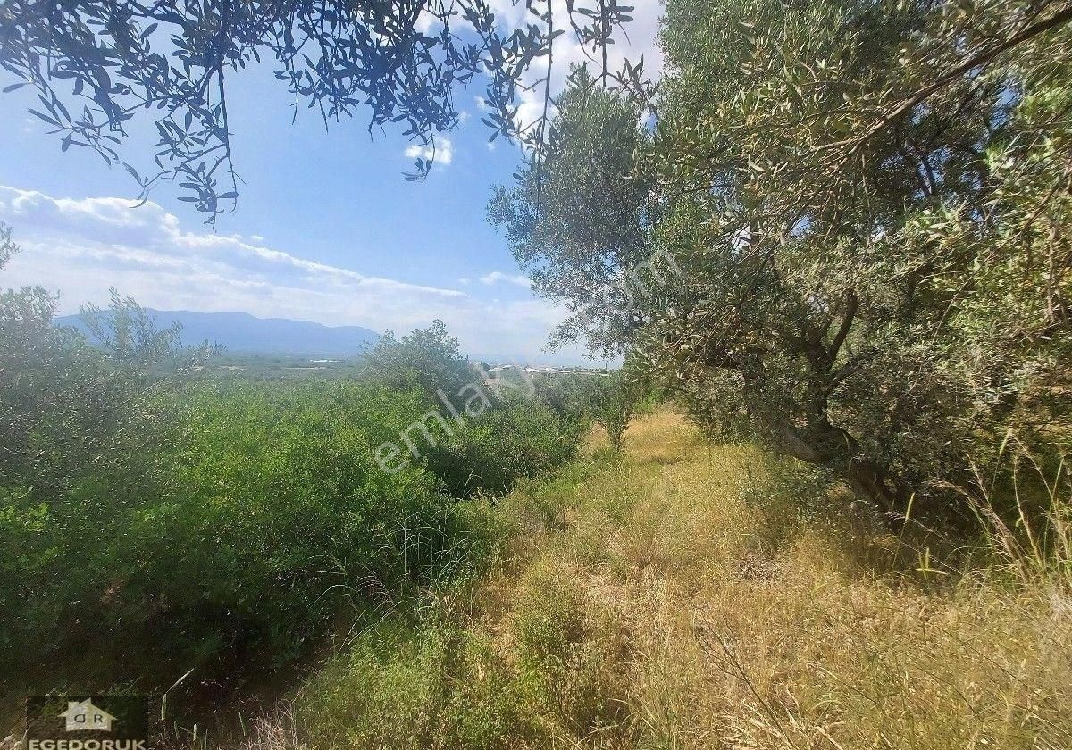 İzmir Kemalpaşa Yeşilyurt Köy Merkezine Yakın 4735 M² Zeytinli Bağ Ve Tarla - Görsel 27