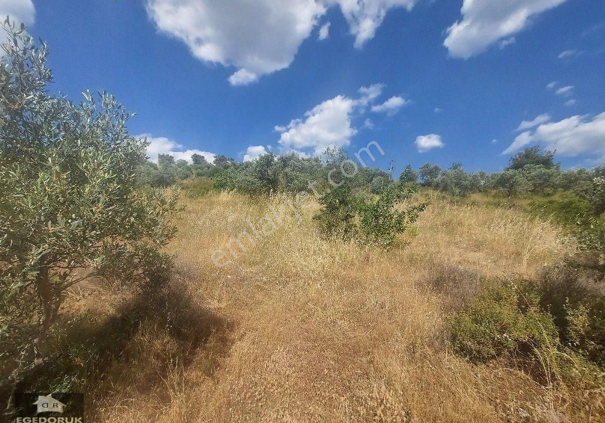 İzmir Kemalpaşa Yeşilyurt Köy Merkezine Yakın 4735 M² Zeytinli Bağ Ve Tarla - Görsel 21