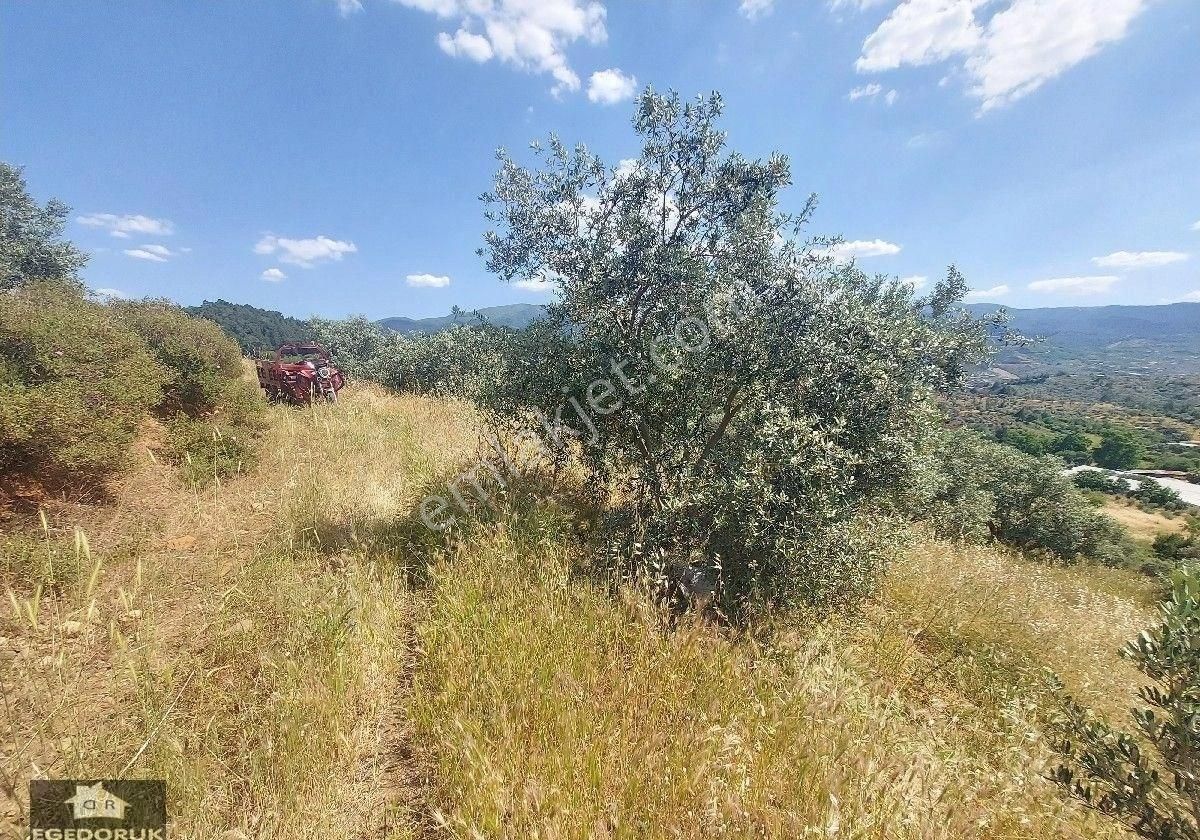 İzmir Kemalpaşa Yeşilyurt Köy Merkezine Yakın 4735 M² Zeytinli Bağ Ve Tarla - Görsel 9