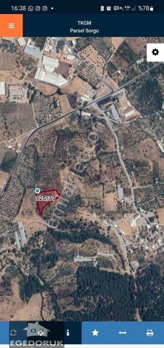 İzmir Kemalpaşa Yeşilyurt Köy Merkezine Yakın 4735 M² Zeytinli Bağ Ve Tarla - Görsel 2