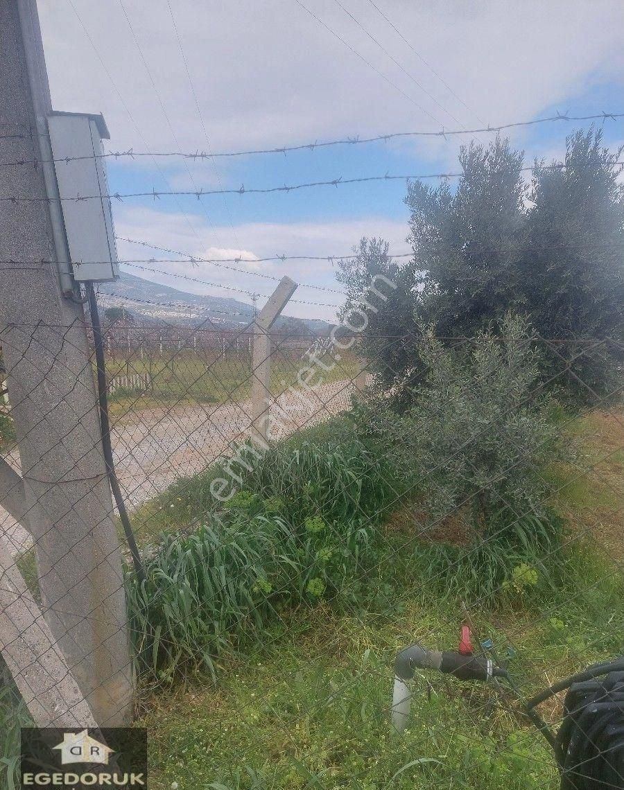 İzmir Kemalpaşa Yukarıkızılca Ovada Satılık Bahçe Ve Ev - Görsel 8