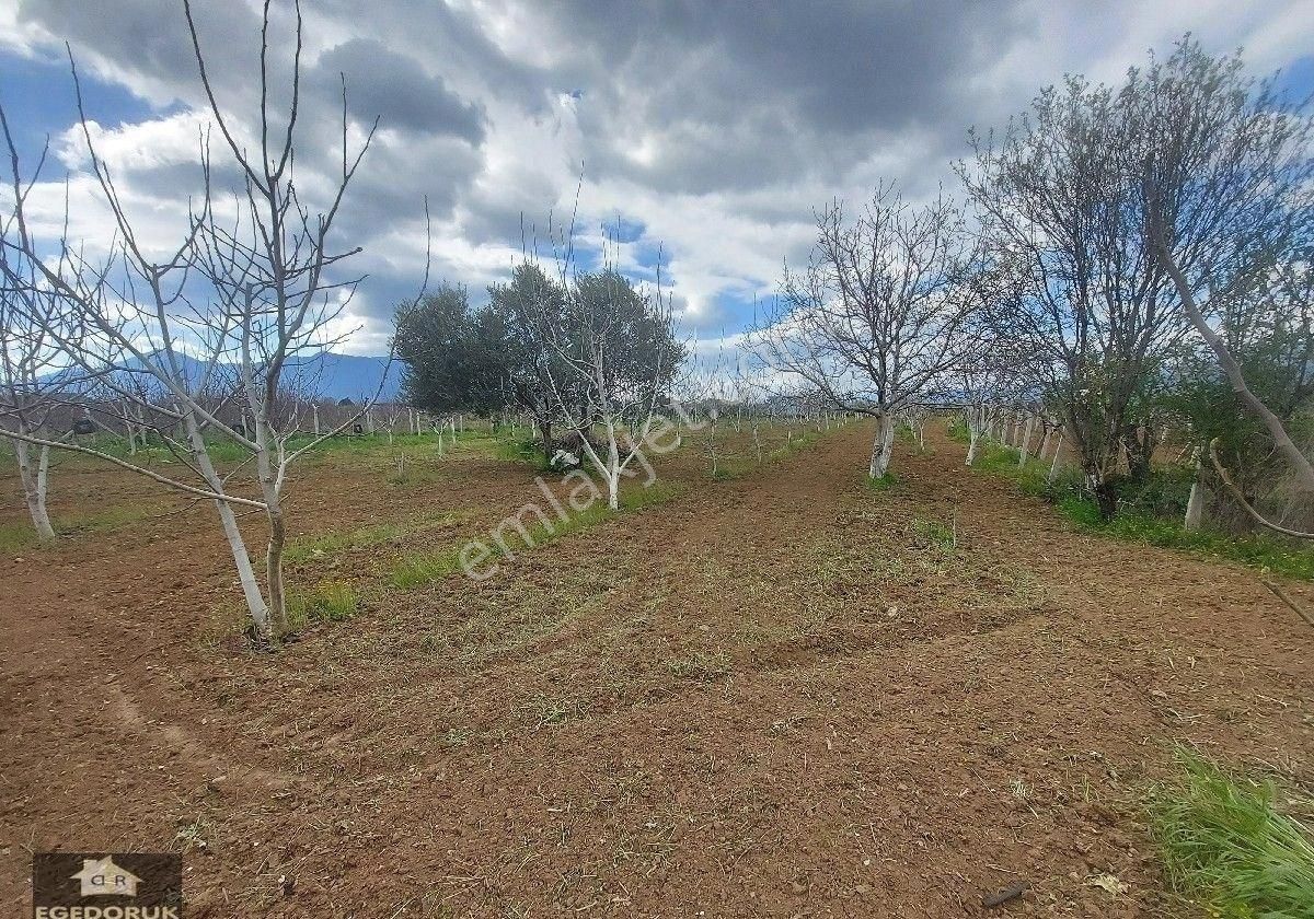 İzmir Kemalpaşa Yukarıkızılca Ovada Satılık Bahçe Ve Ev - Görsel 9