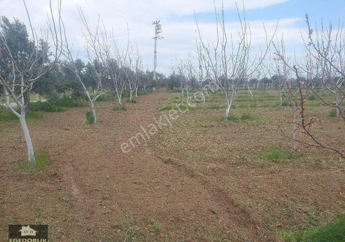 İzmir Kemalpaşa Yukarıkızılca Ovada Satılık Bahçe Ve Ev - Görsel 11