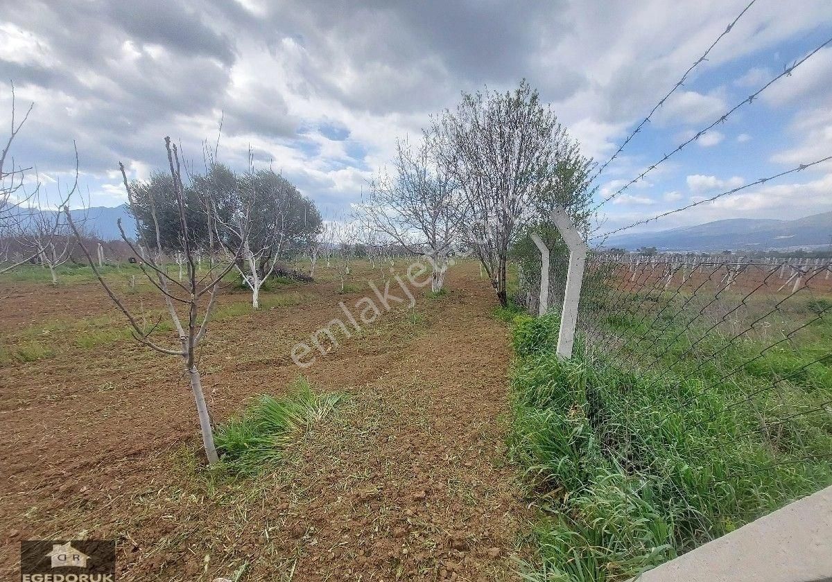 İzmir Kemalpaşa Yukarıkızılca Ovada Satılık Bahçe Ve Ev - Görsel 7