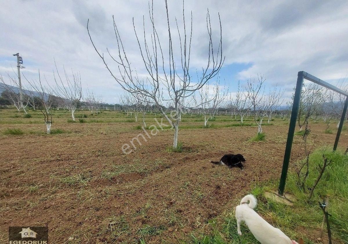İzmir Kemalpaşa Yukarıkızılca Ovada Satılık Bahçe Ve Ev - Görsel 3