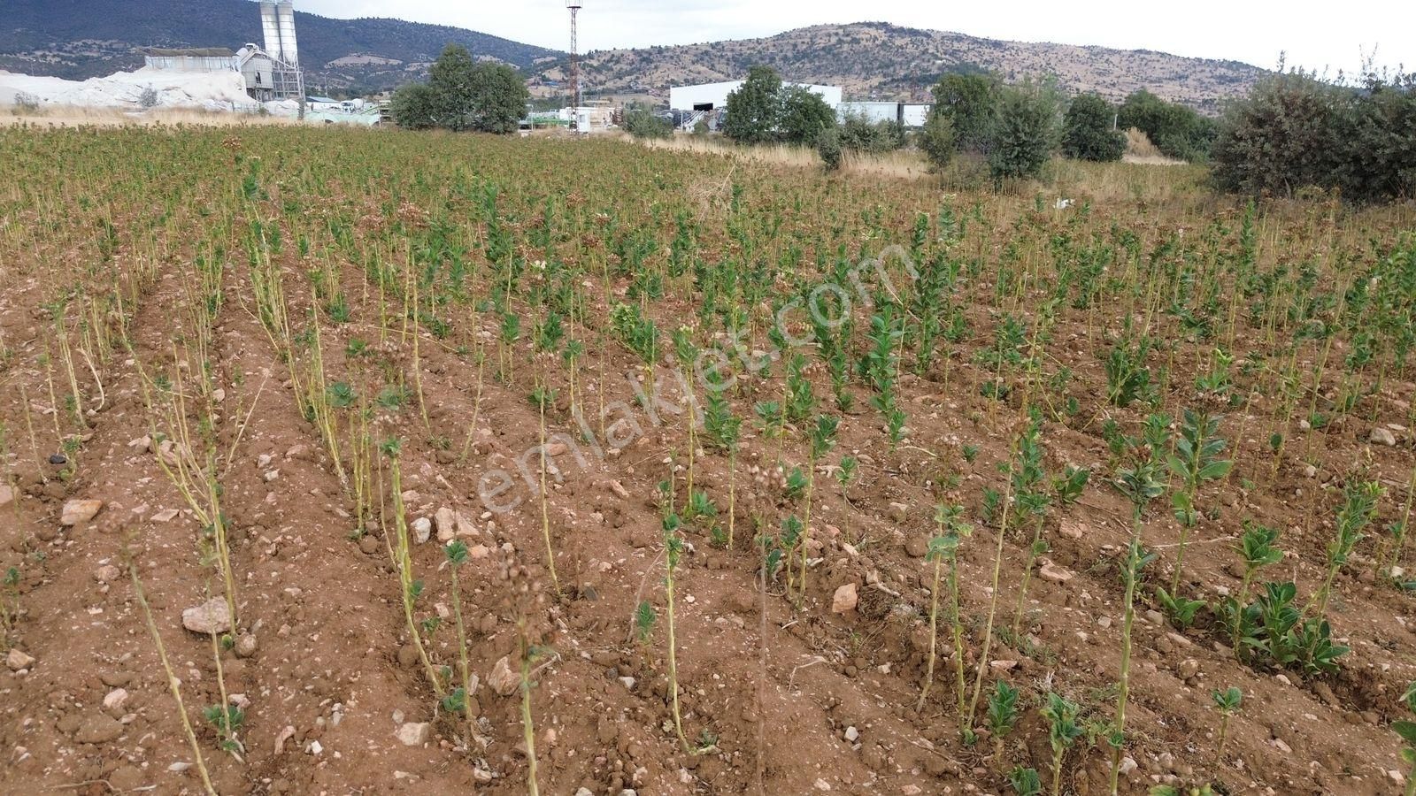 Uşak Eşme Güneyköy'de Verimli Arazi Satılık - Görsel 11