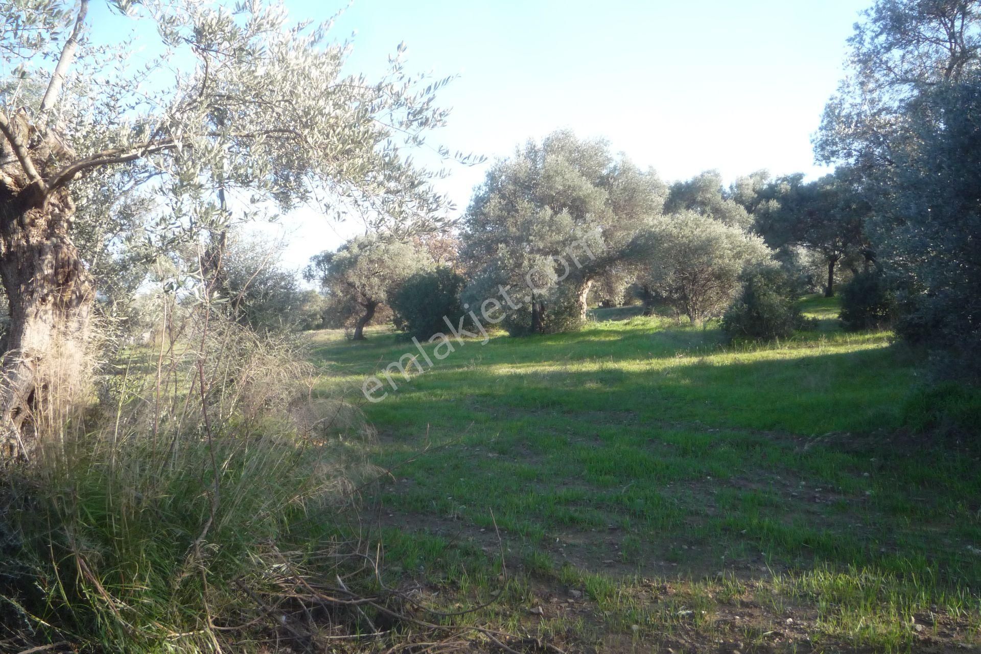 İzmir Torbalı Gold Emlaktan Satılık Zeytin Bahçesi