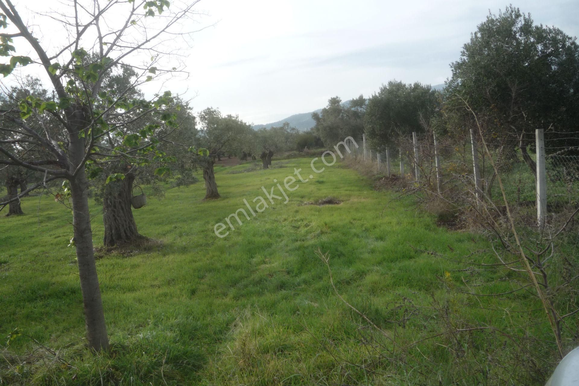 İzmir Torbalı Gold Emlaktan Bayındırda Satılık Zeytin Bahçesi - Görsel 3