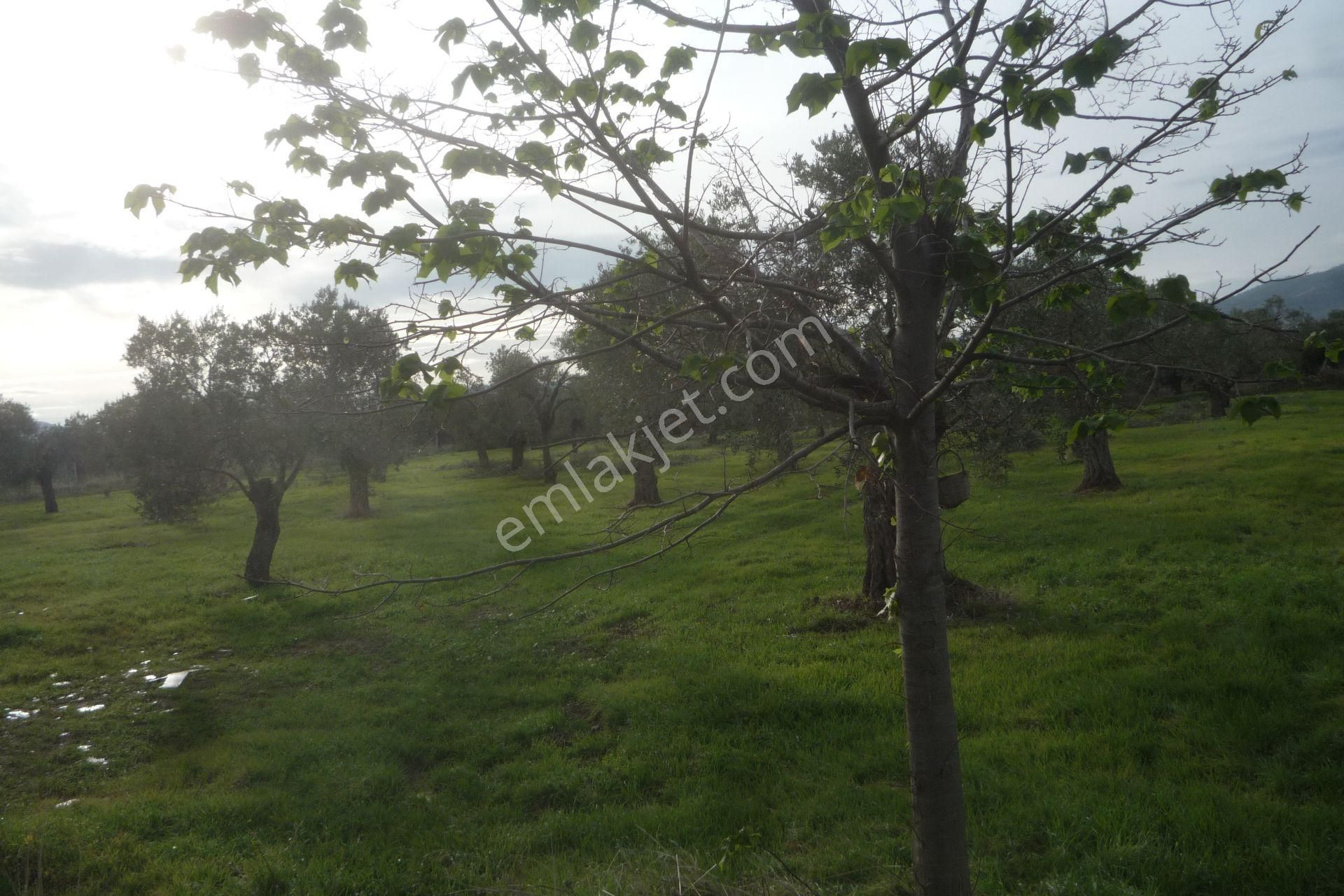 İzmir Torbalı Gold Emlaktan Bayındırda Satılık Zeytin Bahçesi - Görsel 4