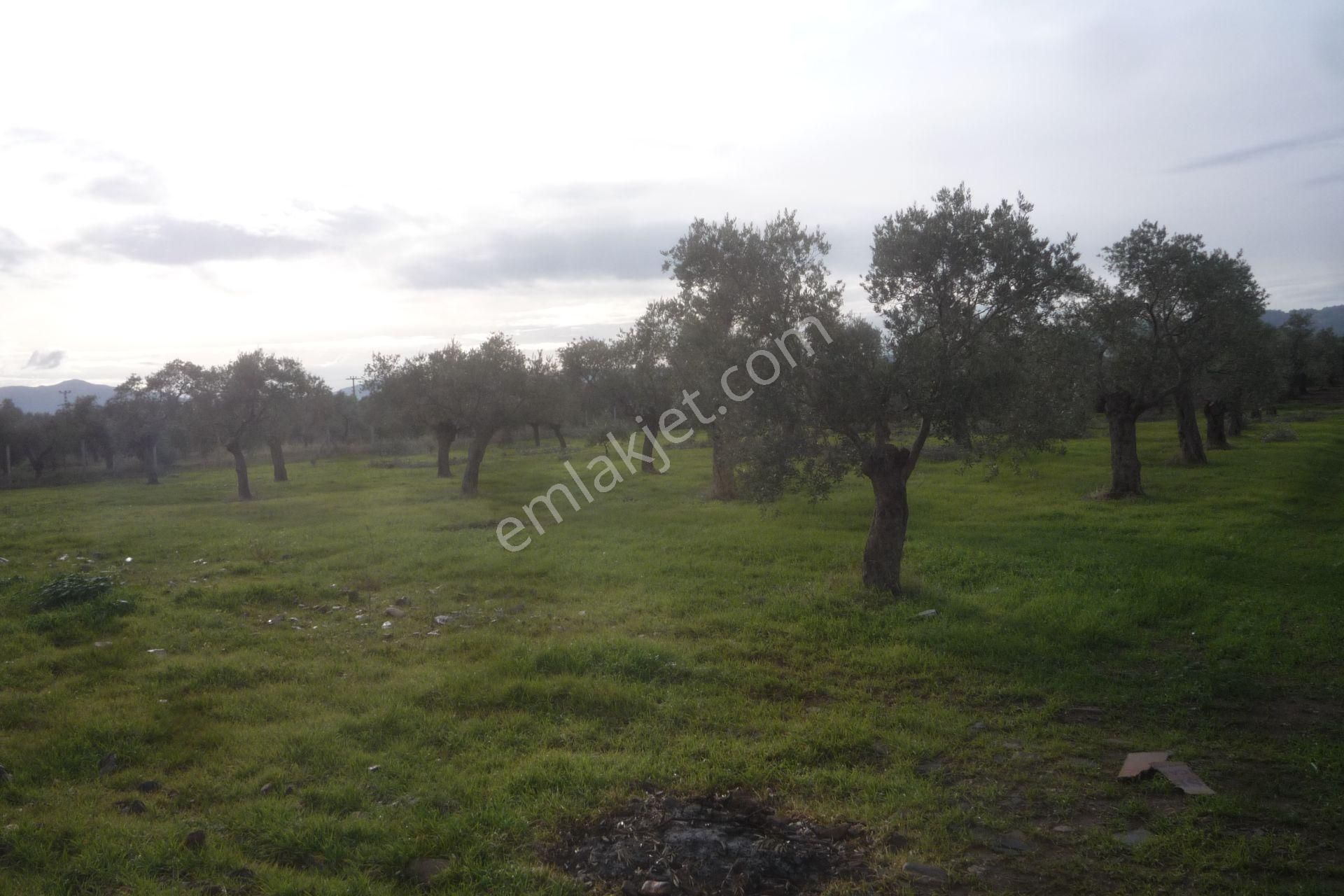 İzmir Torbalı Gold Emlaktan Bayındırda Satılık Zeytin Bahçesi - Görsel 6