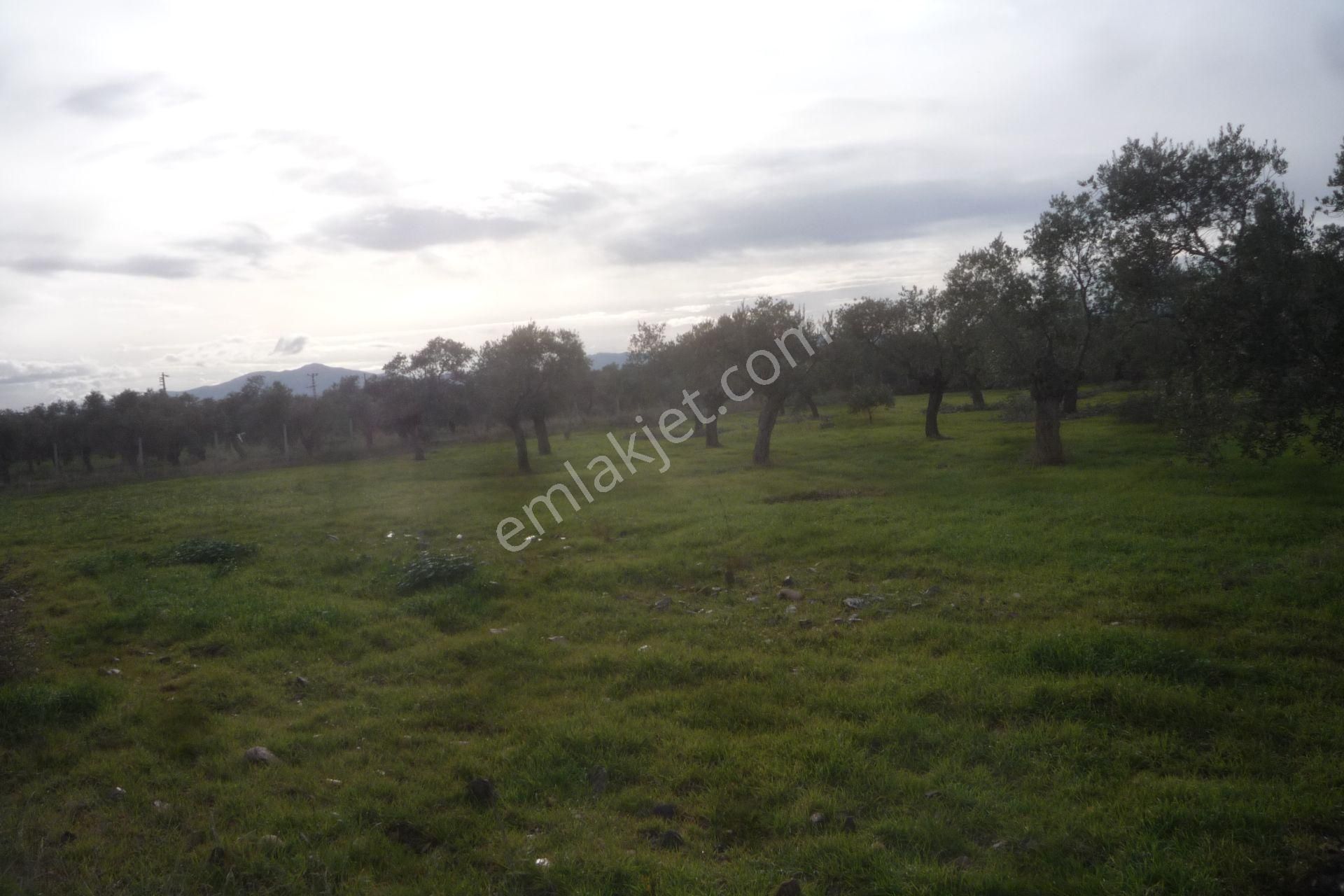İzmir Torbalı Gold Emlaktan Bayındırda Satılık Zeytin Bahçesi - Görsel 7