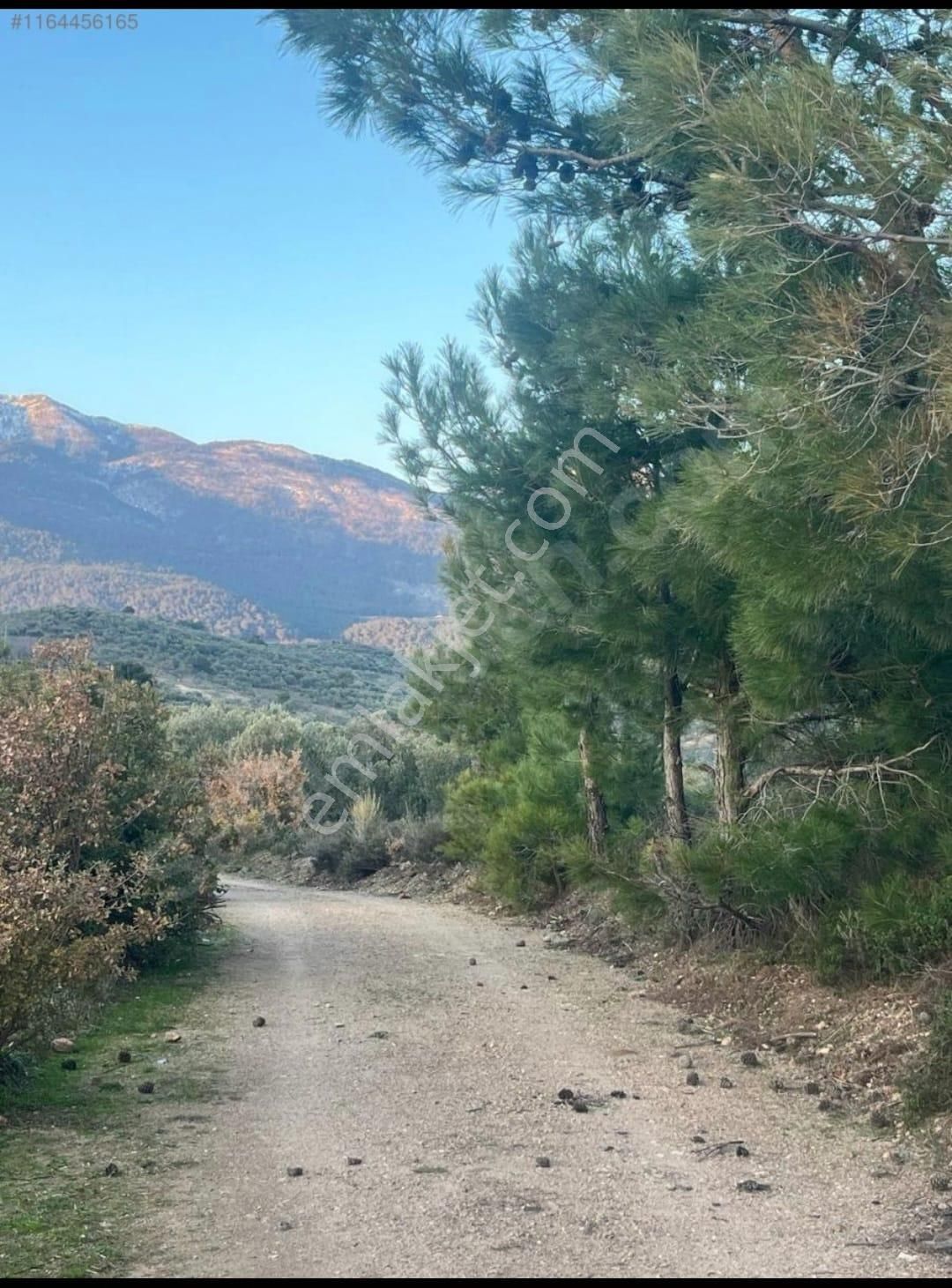 Golden Globy, Edremit Yaşyer'de Acil Satılık 1.395 M2 Zeytinlik - Görsel 18