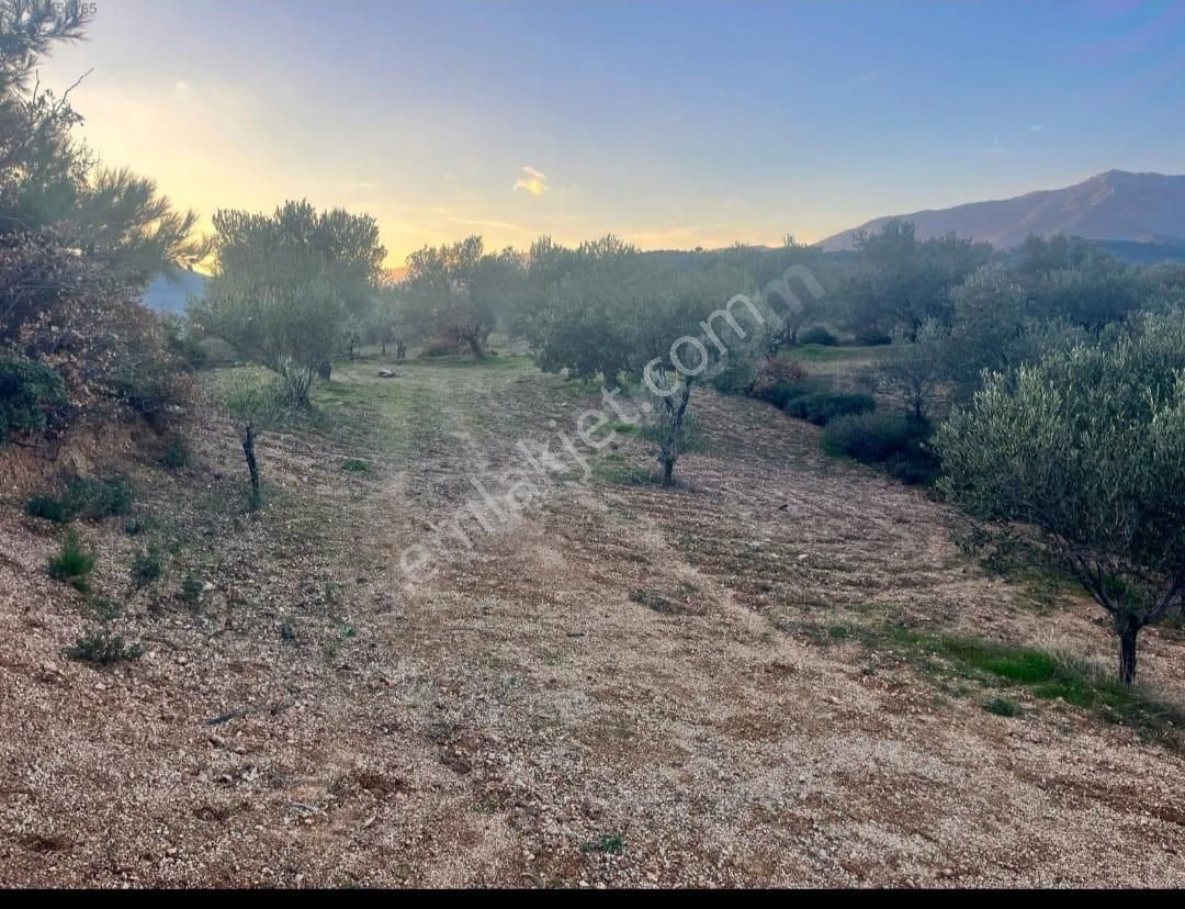 Golden Globy, Edremit Yaşyer'de Acil Satılık 1.395 M2 Zeytinlik - Görsel 16
