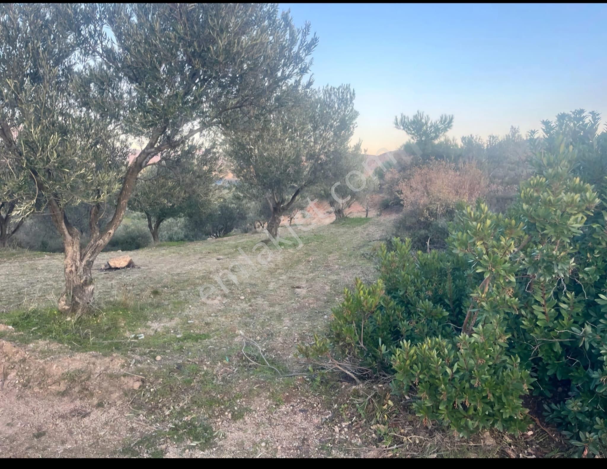 Golden Globy, Edremit Yaşyer'de Acil Satılık 1.395 M2 Zeytinlik - Görsel 21