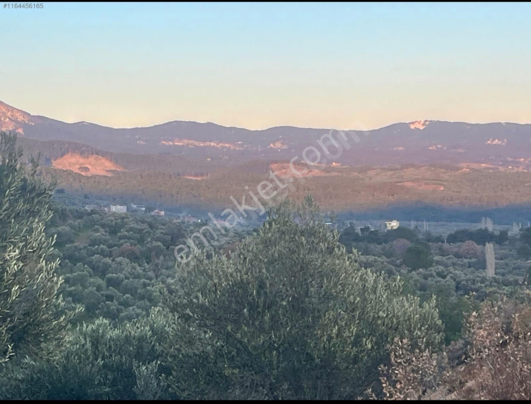 Golden Globy, Edremit Yaşyer'de Acil Satılık 1.395 M2 Zeytinlik - Görsel 24