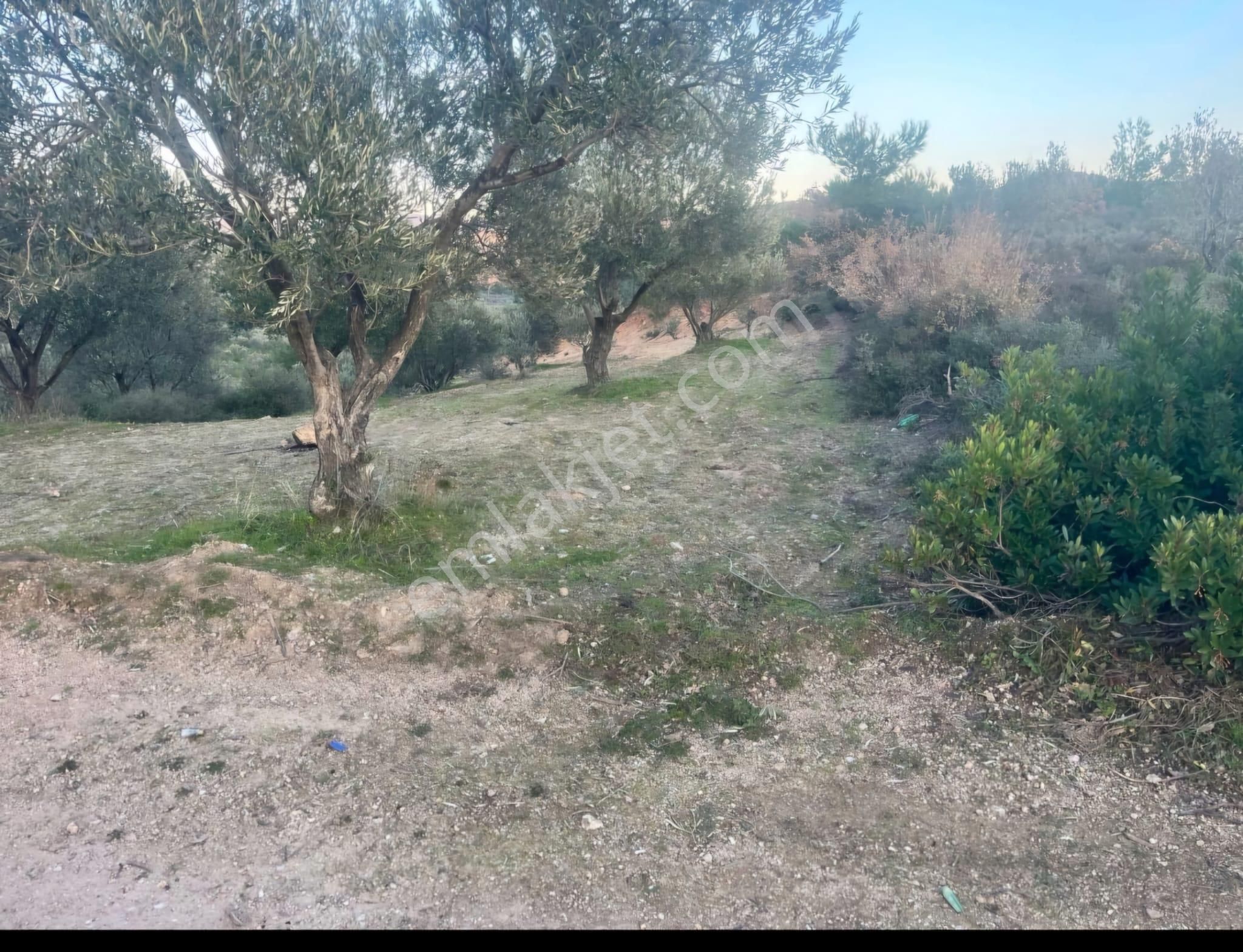 Golden Globy, Edremit Yaşyer'de Acil Satılık 1.395 M2 Zeytinlik - Görsel 15