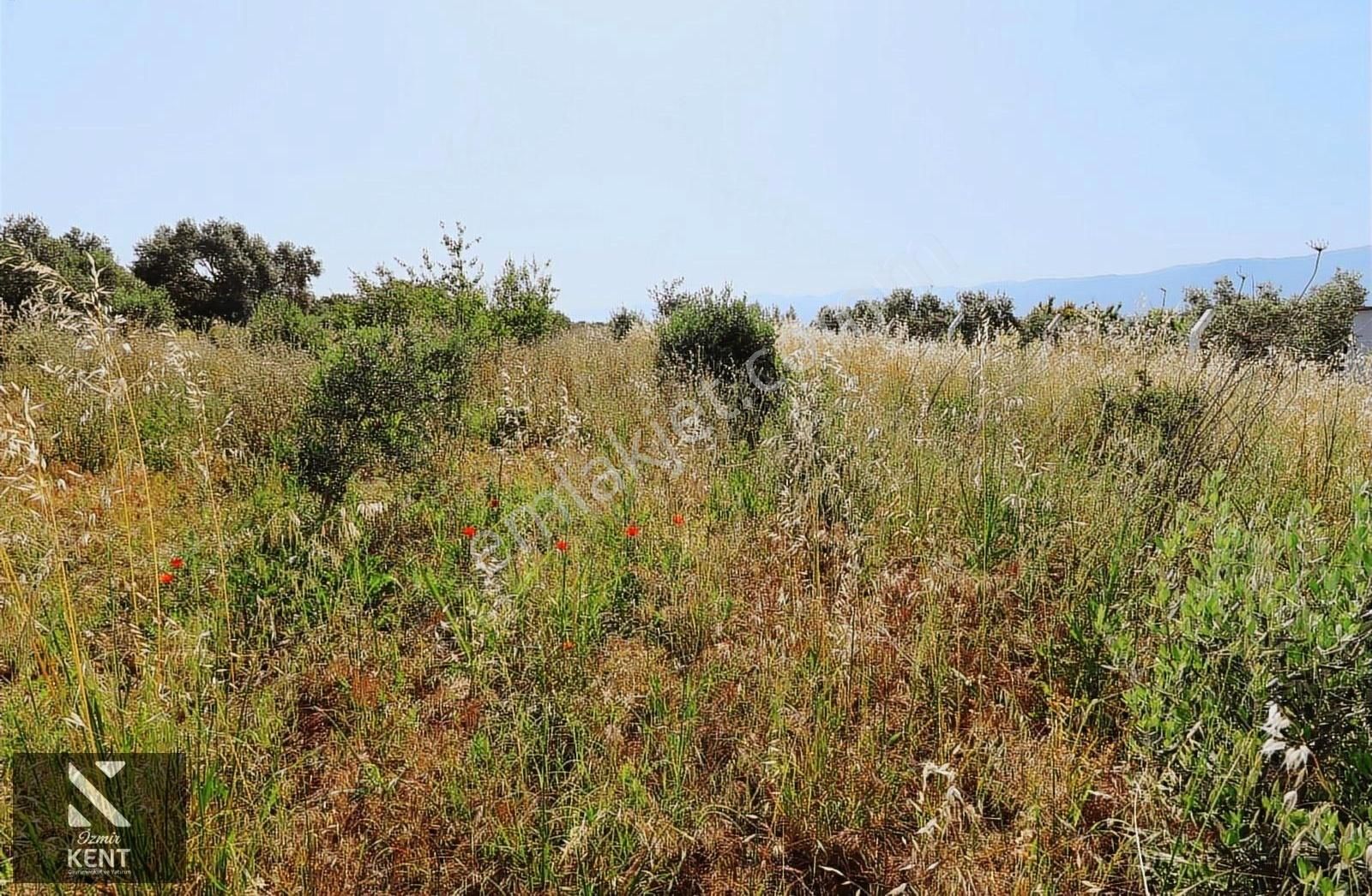 Kemalpaşa Aşağı Kızılca Ova Da Satılık Tek Tapu 1031 M2 Tek Tapu - Görsel 5