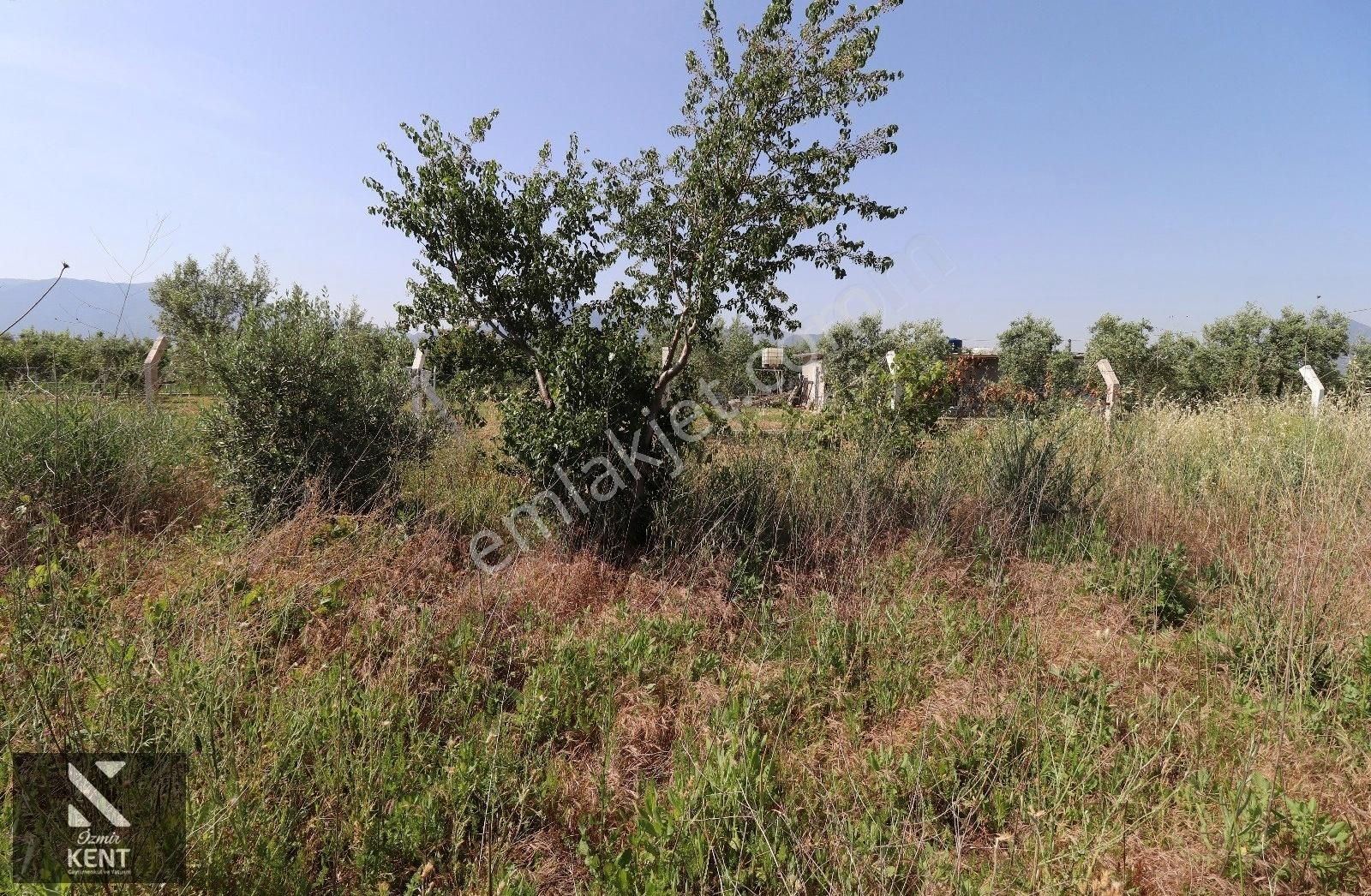 Kemalpaşa Aşağı Kızılca Ova Da Satılık Tek Tapu 1031 M2 Tek Tapu - Görsel 24