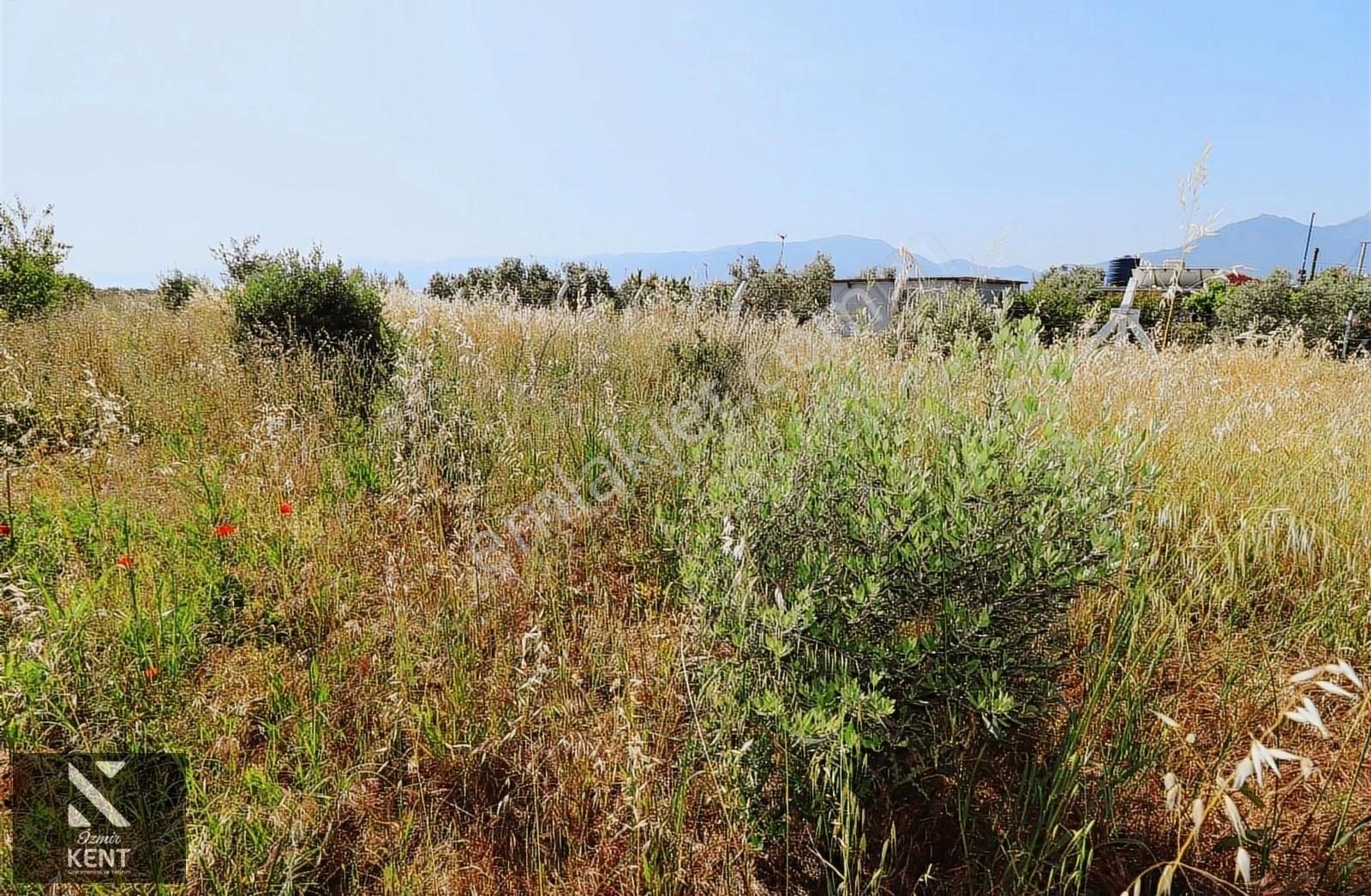 Kemalpaşa Aşağı Kızılca Ova Da Satılık Tek Tapu 1031 M2 Tek Tapu - Görsel 12