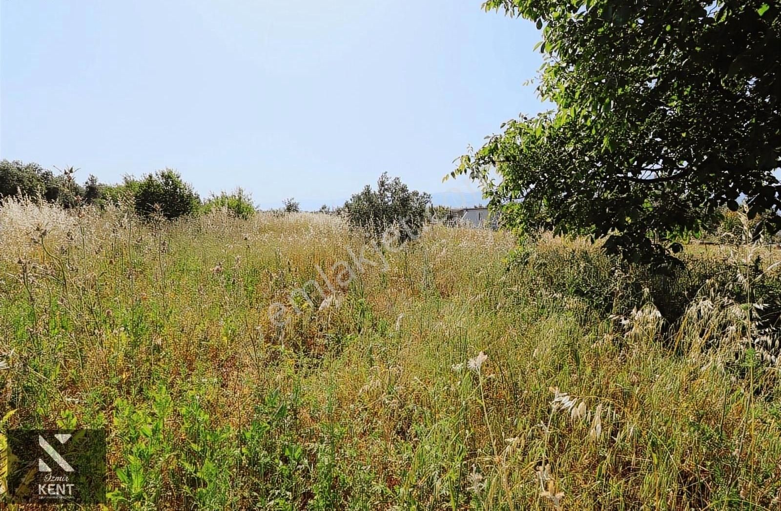 Kemalpaşa Aşağı Kızılca Ova Da Satılık Tek Tapu 1031 M2 Tek Tapu - Görsel 4
