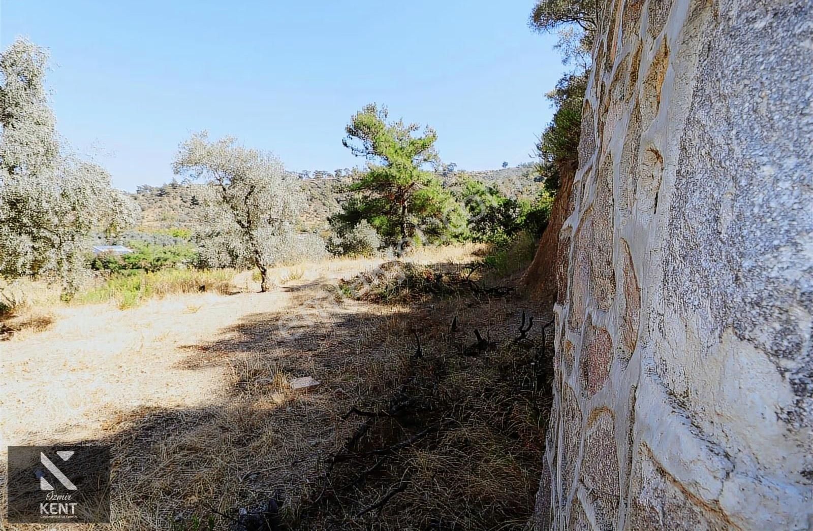Kemalpaşa Aşağıkızılca Satılık 4536 M2 Bahçe - Görsel 20