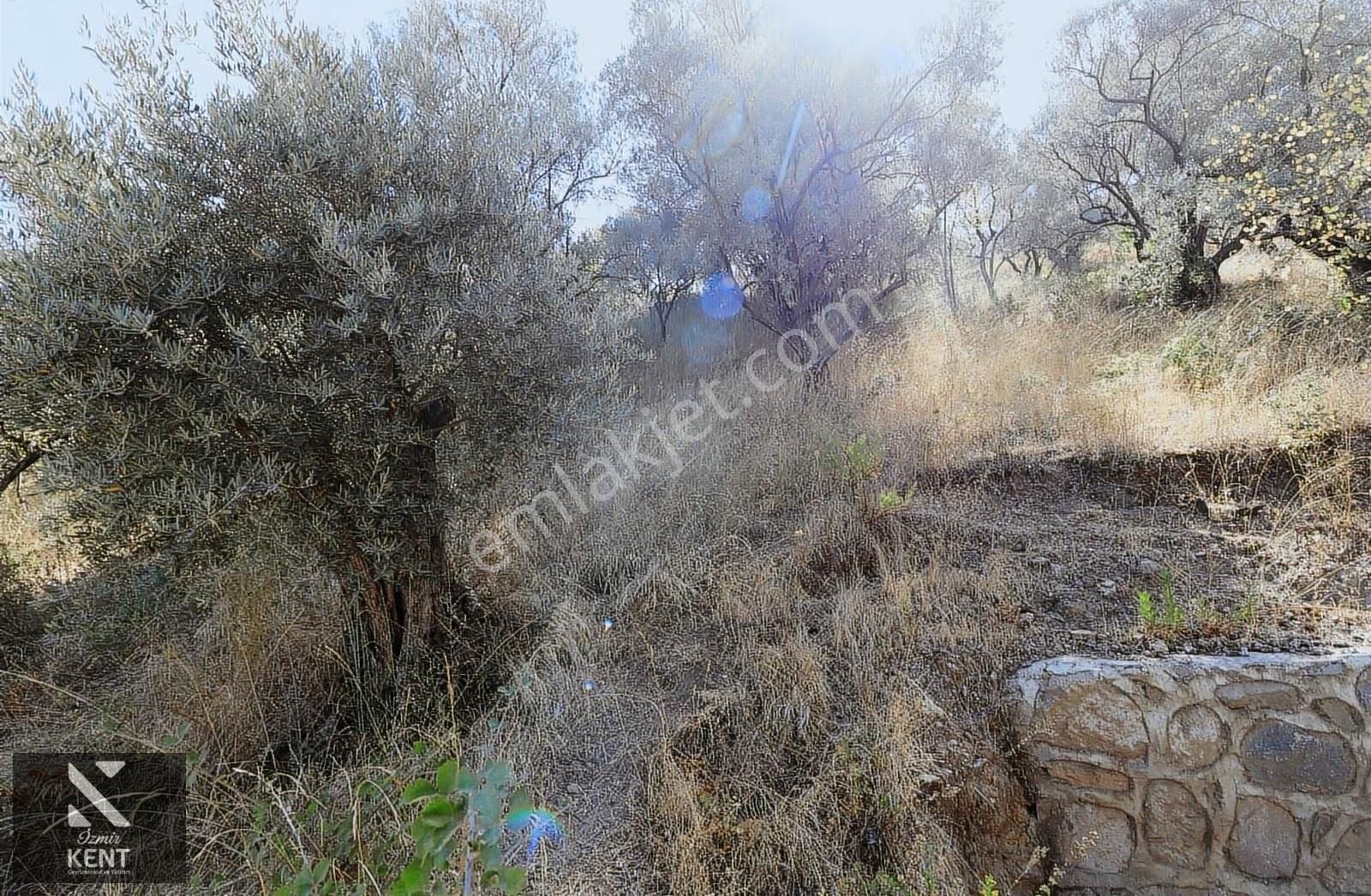Kemalpaşa Aşağıkızılca Satılık 4536 M2 Bahçe - Görsel 9