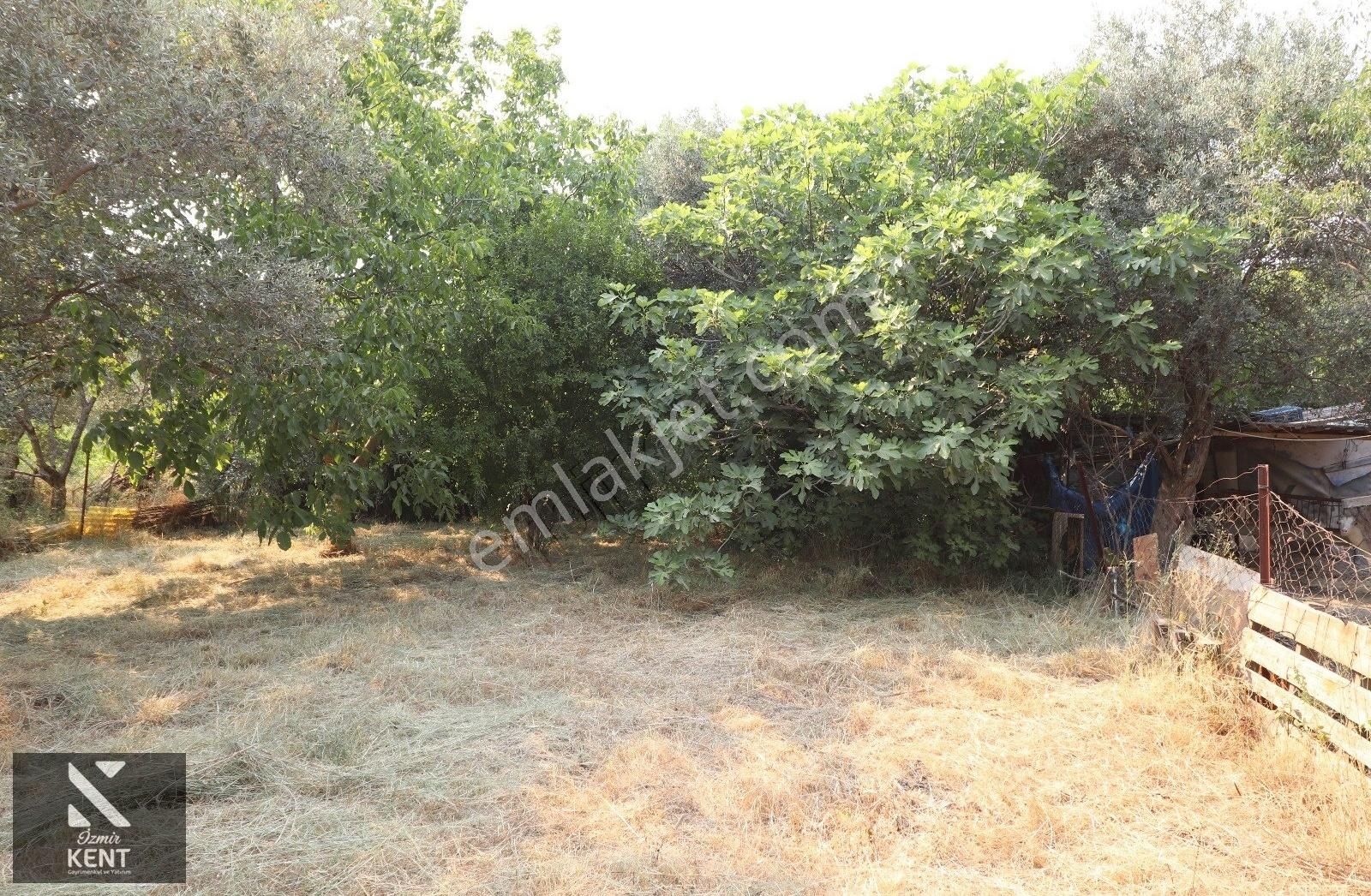 Kemalpaşa Aşağı Kızılca 781 M2 Bahçe İçinde 2 Katlı Ev Ve Dam - Görsel 3