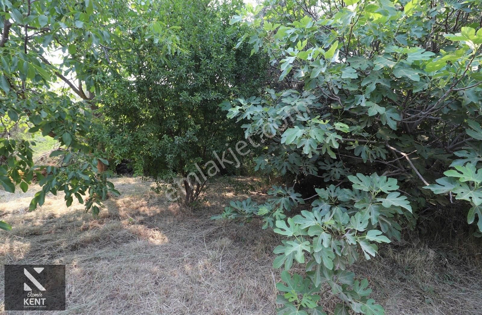 Kemalpaşa Aşağı Kızılca 781 M2 Bahçe İçinde 2 Katlı Ev Ve Dam - Görsel 4