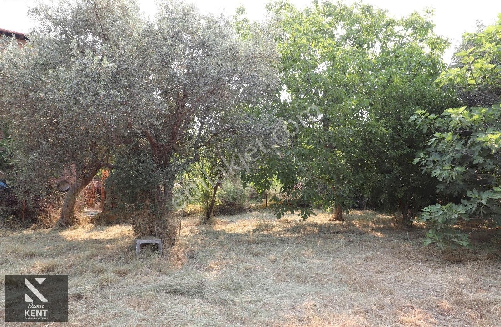 Kemalpaşa Aşağı Kızılca 781 M2 Bahçe İçinde 2 Katlı Ev Ve Dam - Görsel 12