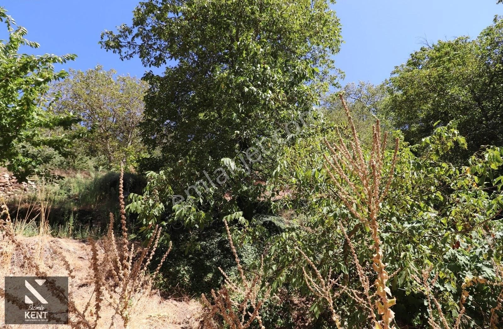 Kemalpaşa Bayramlı Da Satılık 3509 M2 Bahçe - Görsel 17