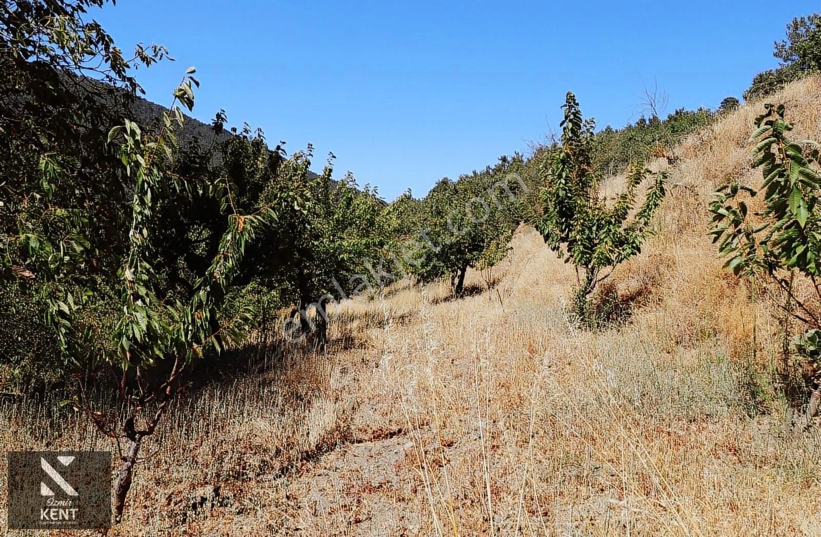 Kemalpaşa Bayramlı Da Satılık 3509 M2 Bahçe - Görsel 16