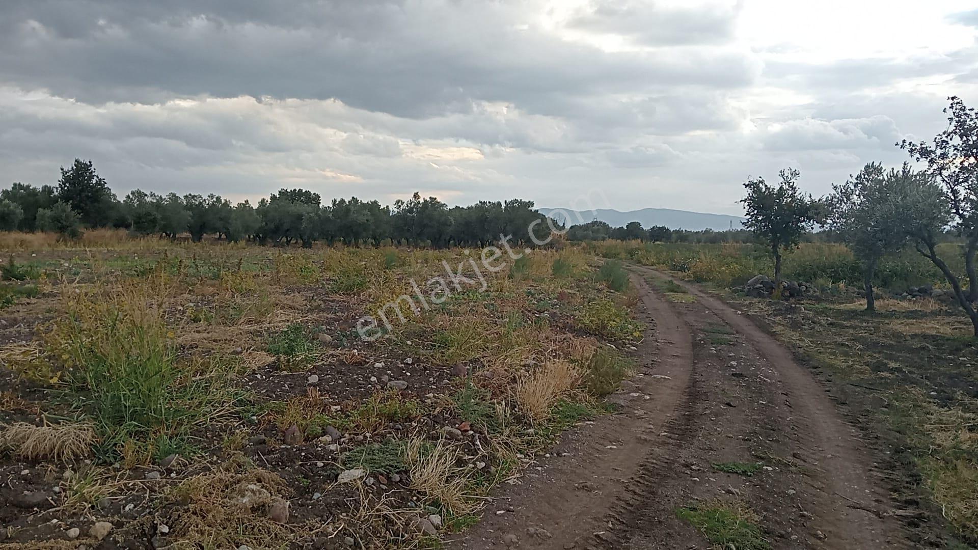 Komutan Emlaktan Sarıcalar Da 3600 M2 Hobi Bahçesi - Görsel 21