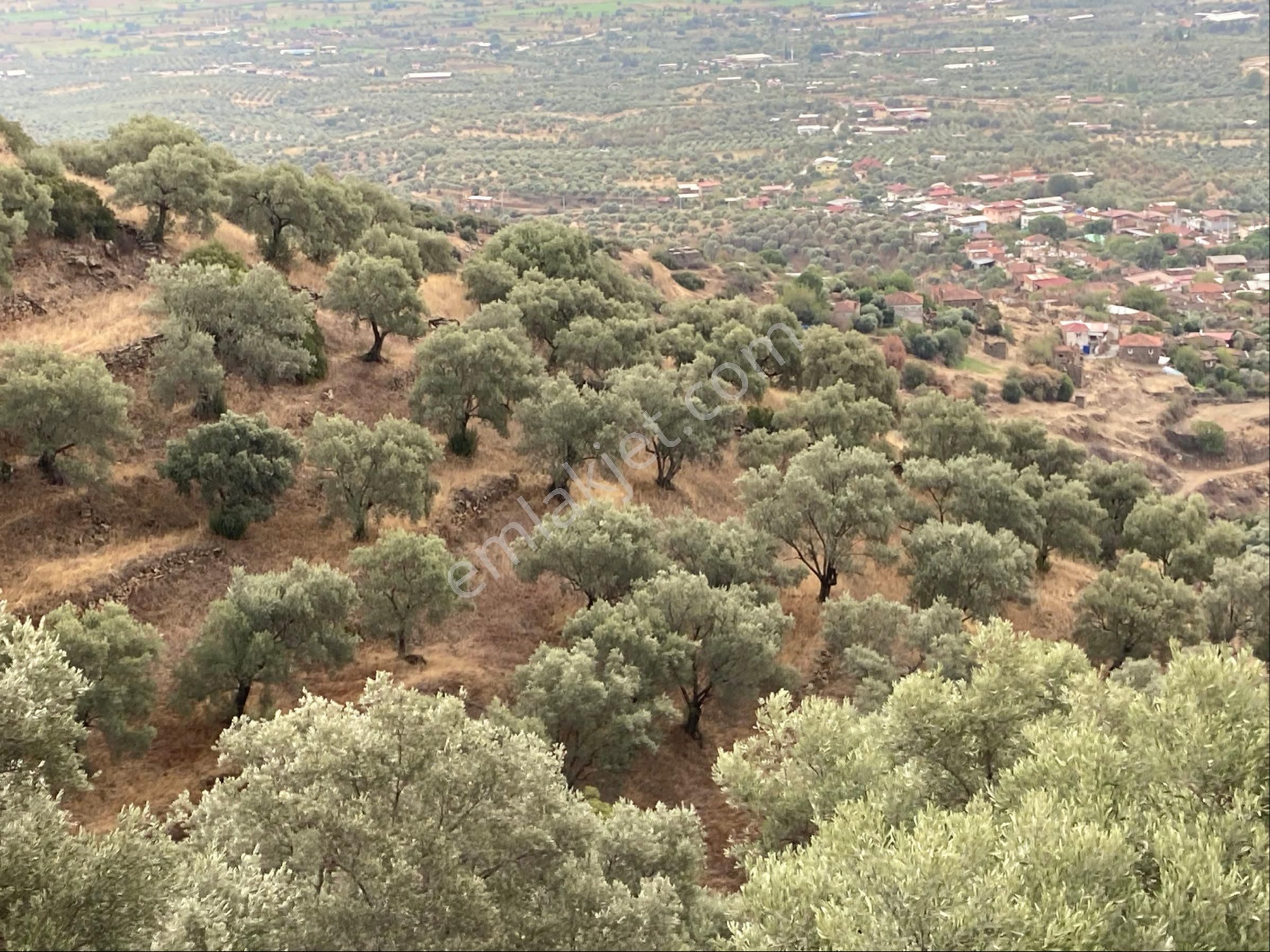 Bozdoğan Pınarlı Köyyakını Zeytinlik 4771 M2
