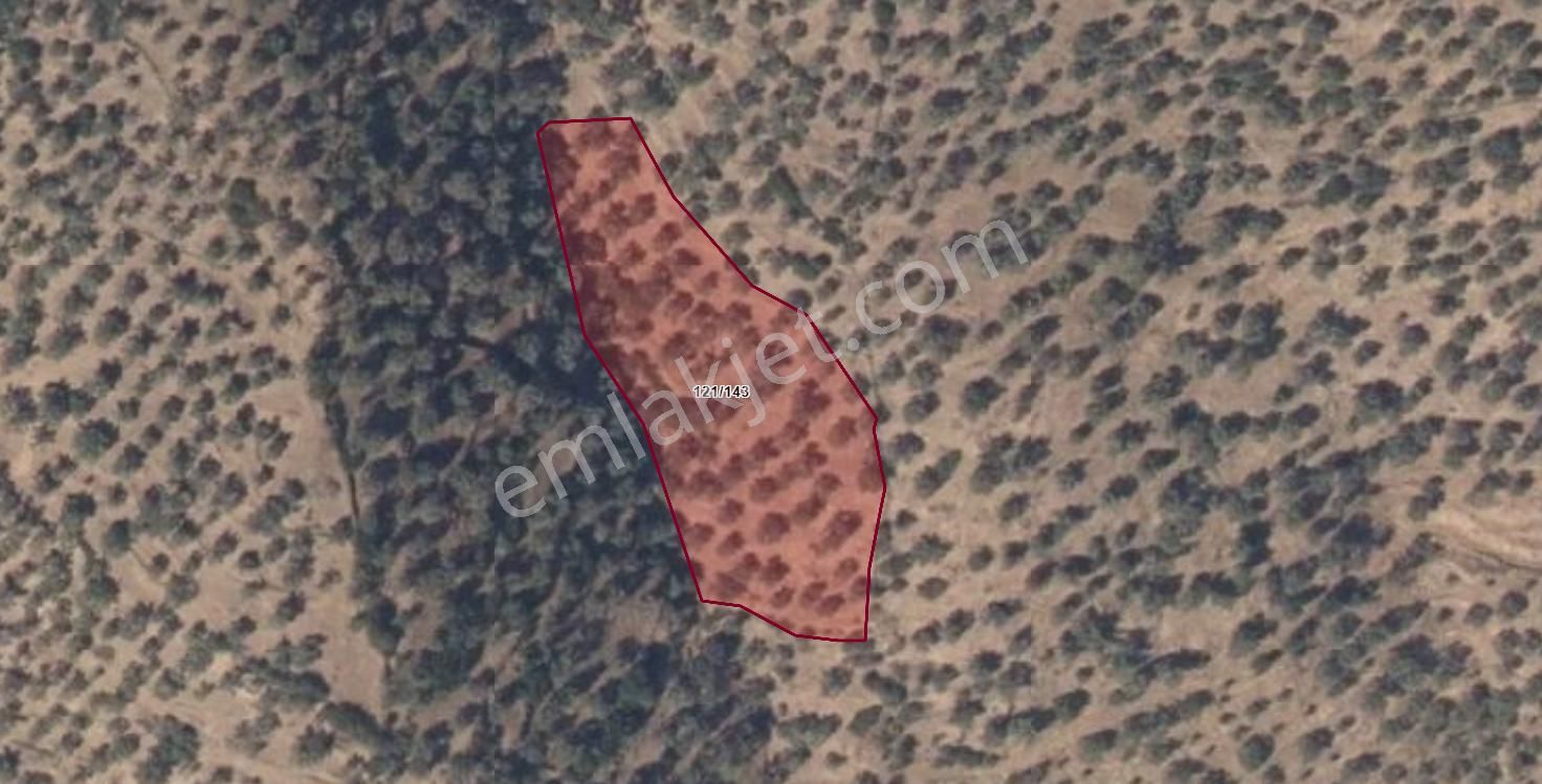 Bozdoğan Pınarlı Köyyakını Zeytinlik 4771 M2 - Görsel 2