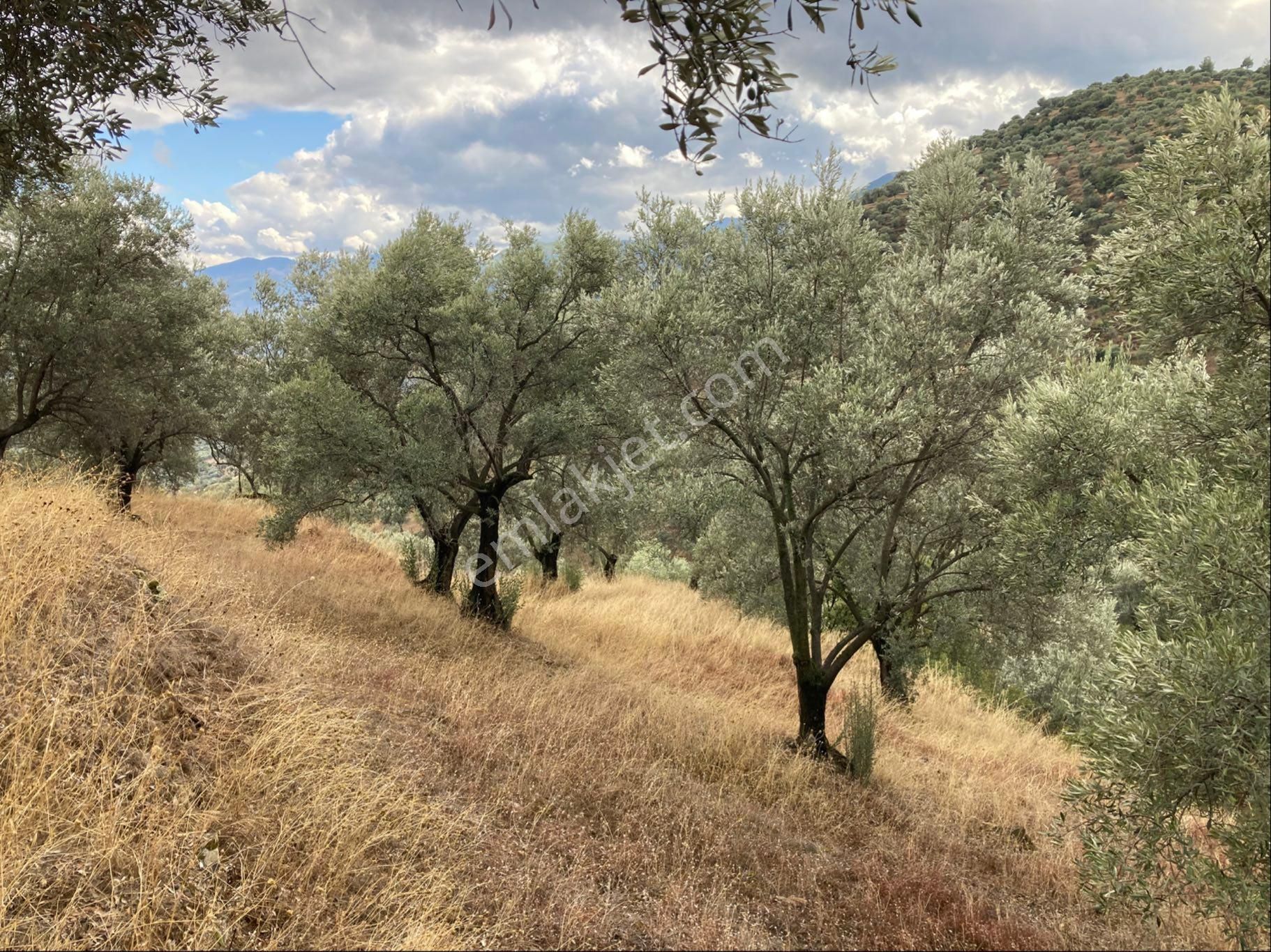 Bozdoğan Pınarlı Köyyakını Zeytinlik 4771 M2 - Görsel 10