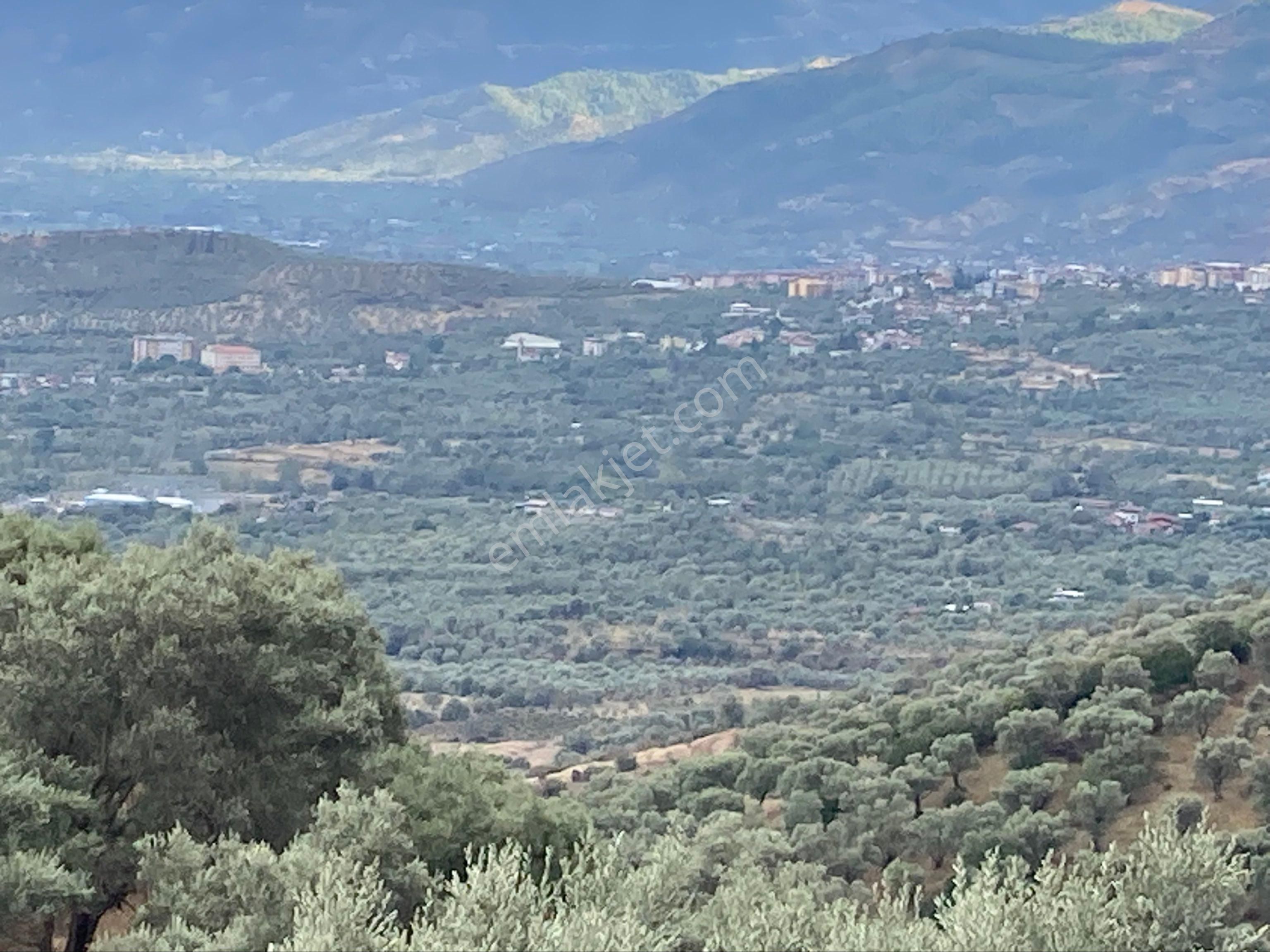 Bozdoğan Pınarlı Köyyakını Zeytinlik 4771 M2 - Görsel 7