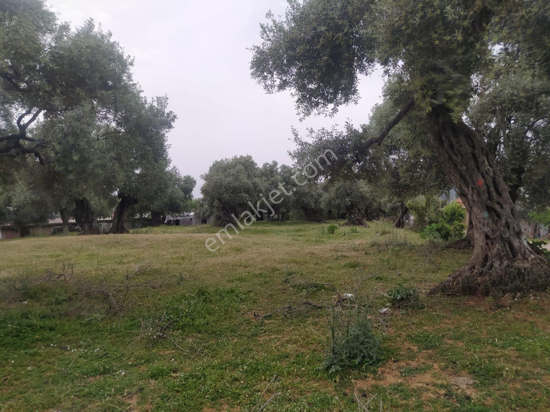 Hayatınızın Fırsatı Kupon Zeytinlik - Görsel 9