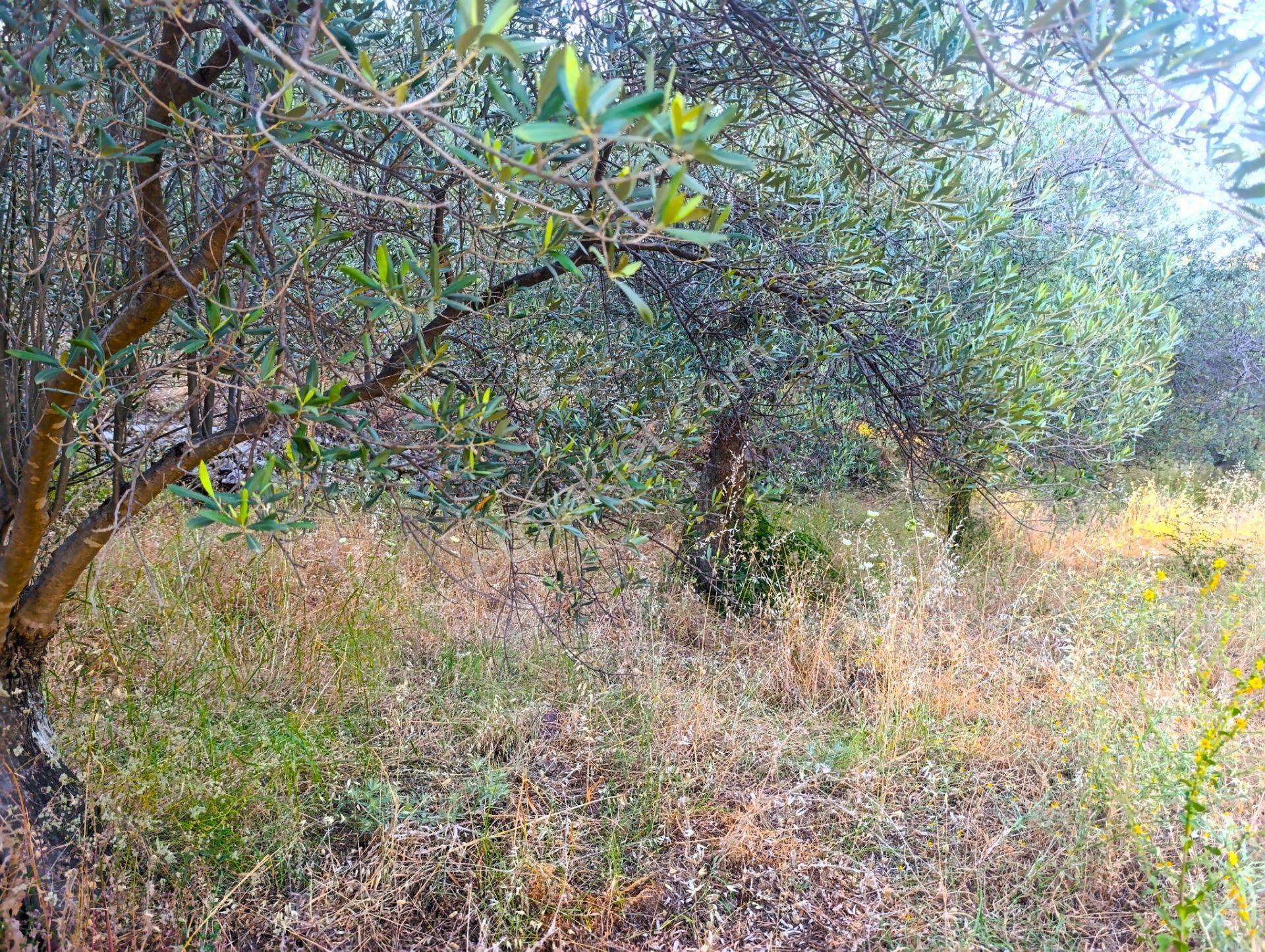 Çanakkale Ayvacık Adatepe Satılık 12.759 M² Zeytinlik - Görsel 4