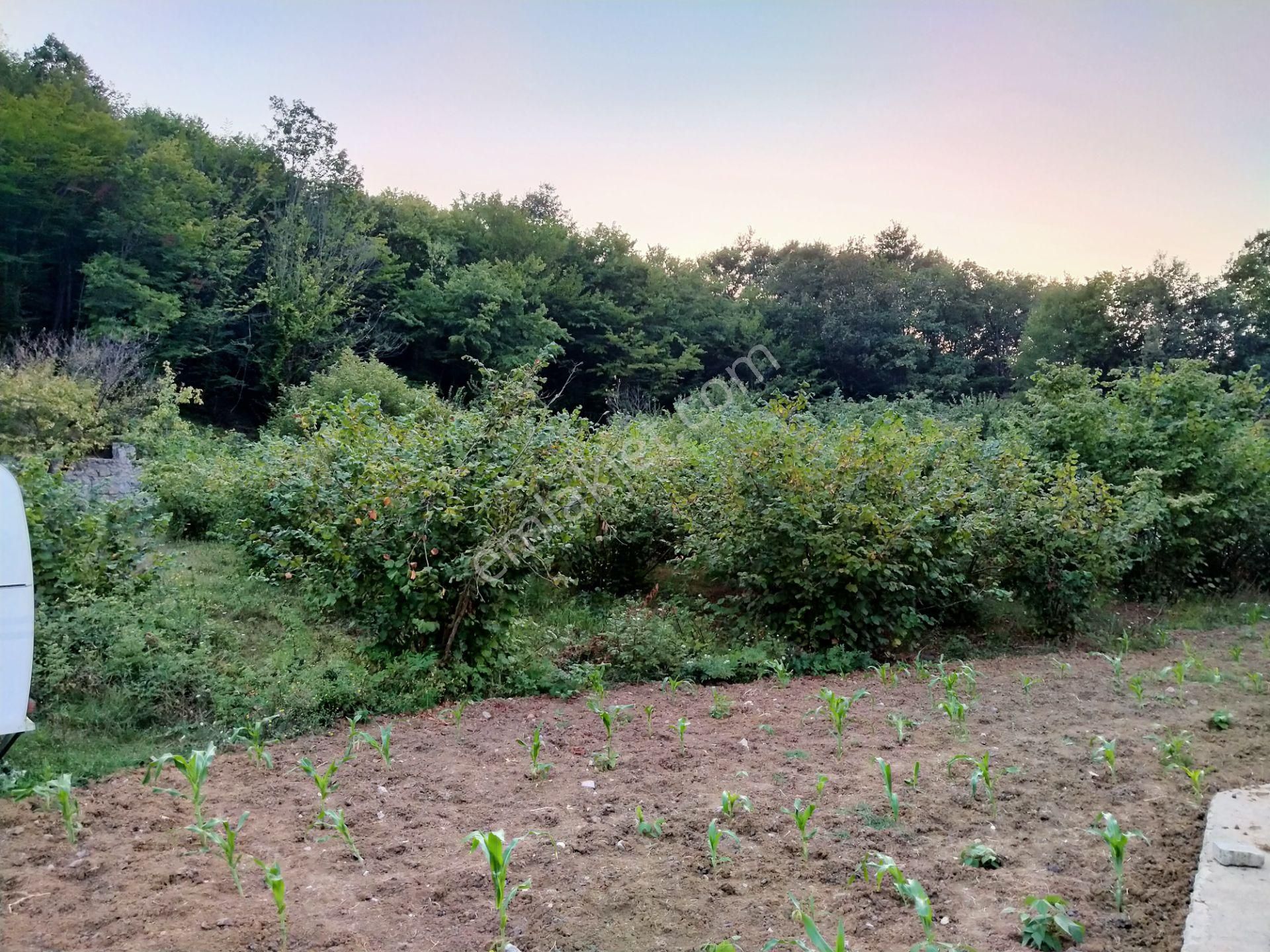 Şile Kabakozda 2.5 Dönüm Arazi - Görsel 8