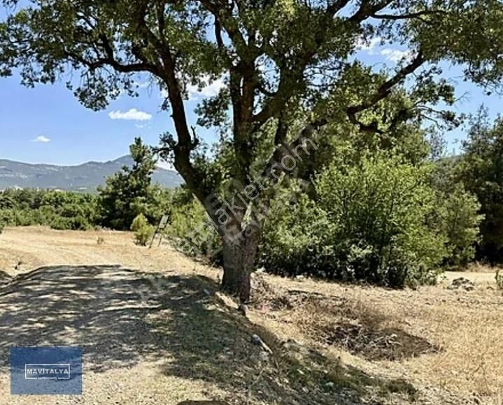 Seydiköyde Satılık Manzaralı Havadar Anayola Yakın 2750 M2 Tarla