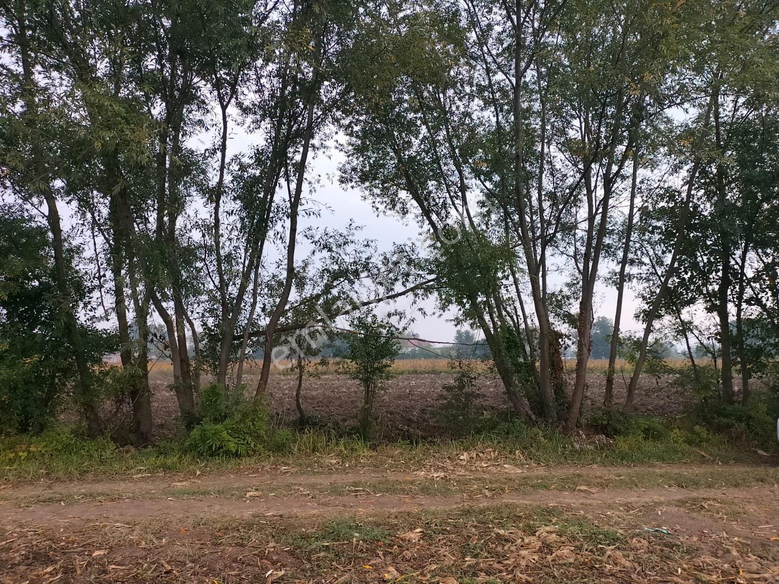 Yılmaz Mega'dan 7 Dönüm Tarla Mükemmel Konum Harika Fiyat - Görsel 2