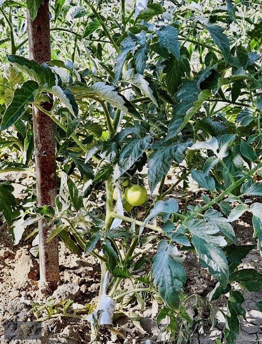 Foça Gerenköy'de 5.522 M2 İçinde 5+2 Satılık Lüks Villa - Görsel 19