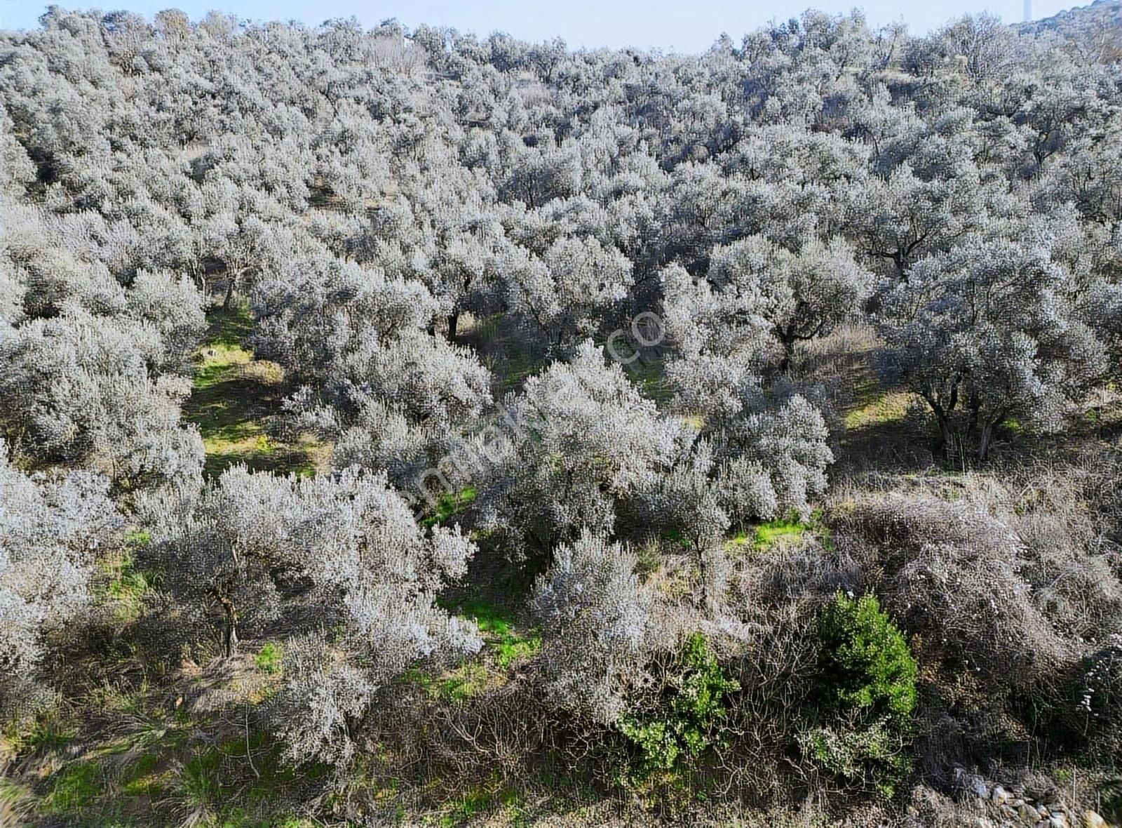 Yalı Asfaltına Cephe Deniz Manzaralı 6 Dönüm Zeytinlik - Görsel 2